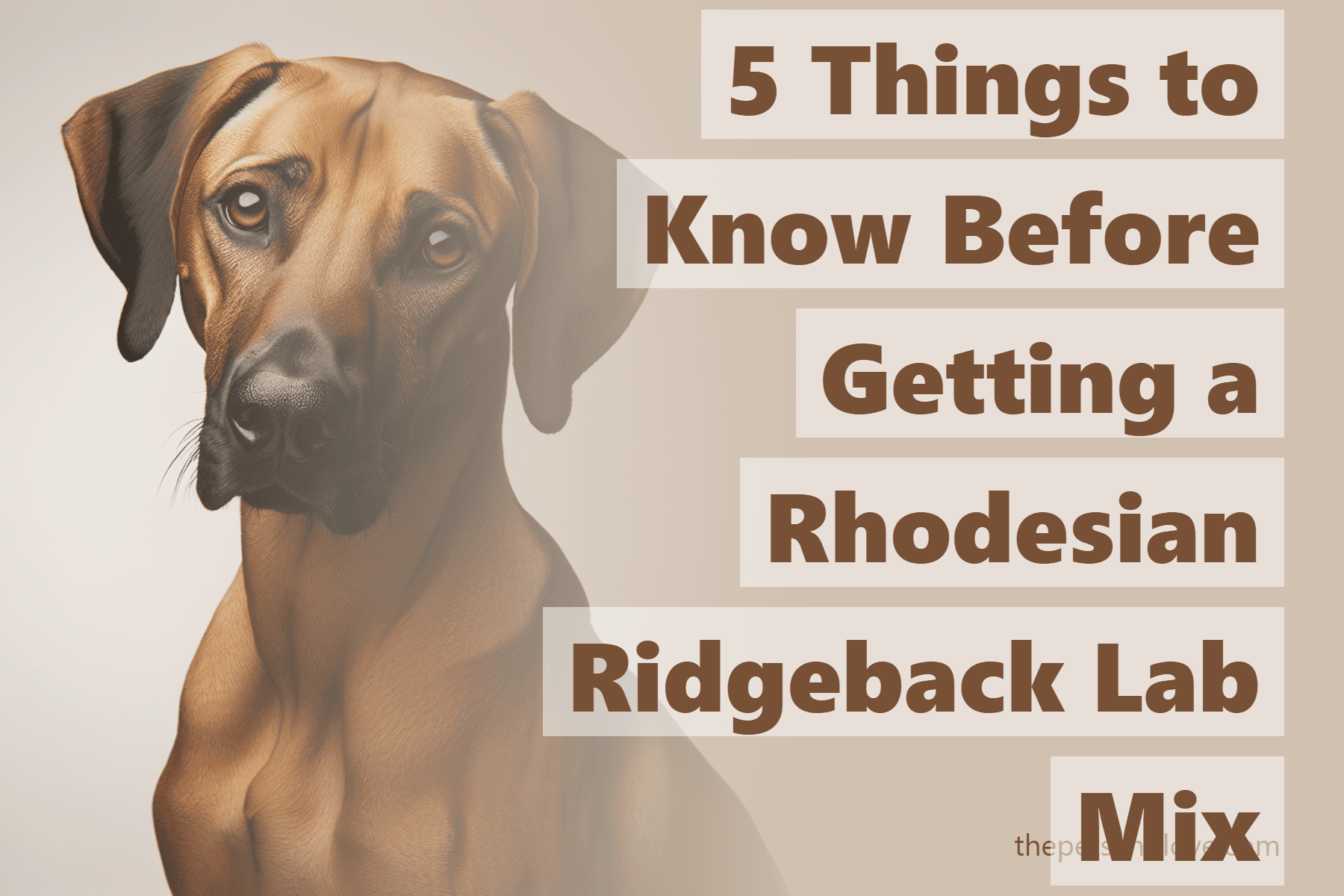 Lab And Rodesion Ridgeback Dog 5 Things to Know Before Getting a Rhodesian Ridgeback Lab Mix