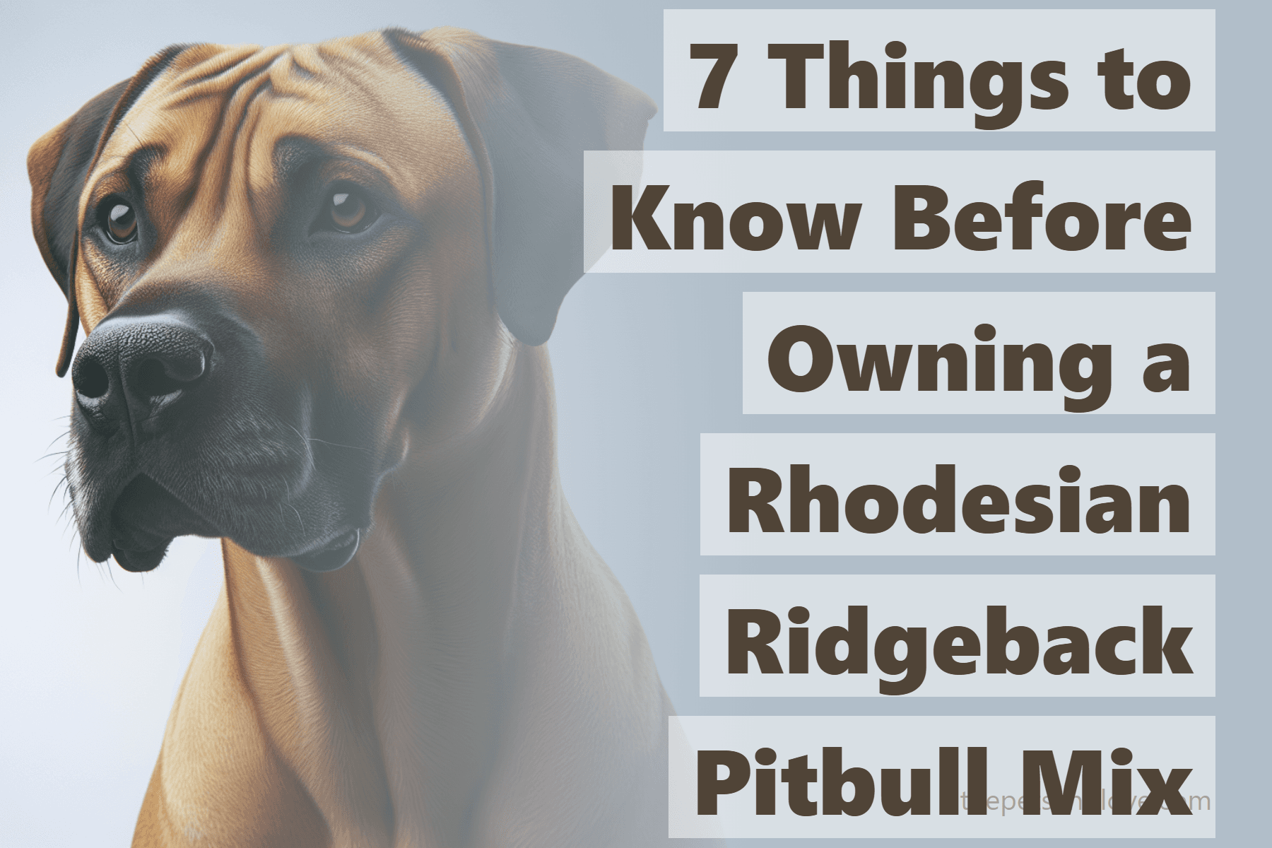 Rhodesian Ridgeback Pitbu 7 Things to Know Before Owning a Rhodesian Ridgeback Pitbull Mix