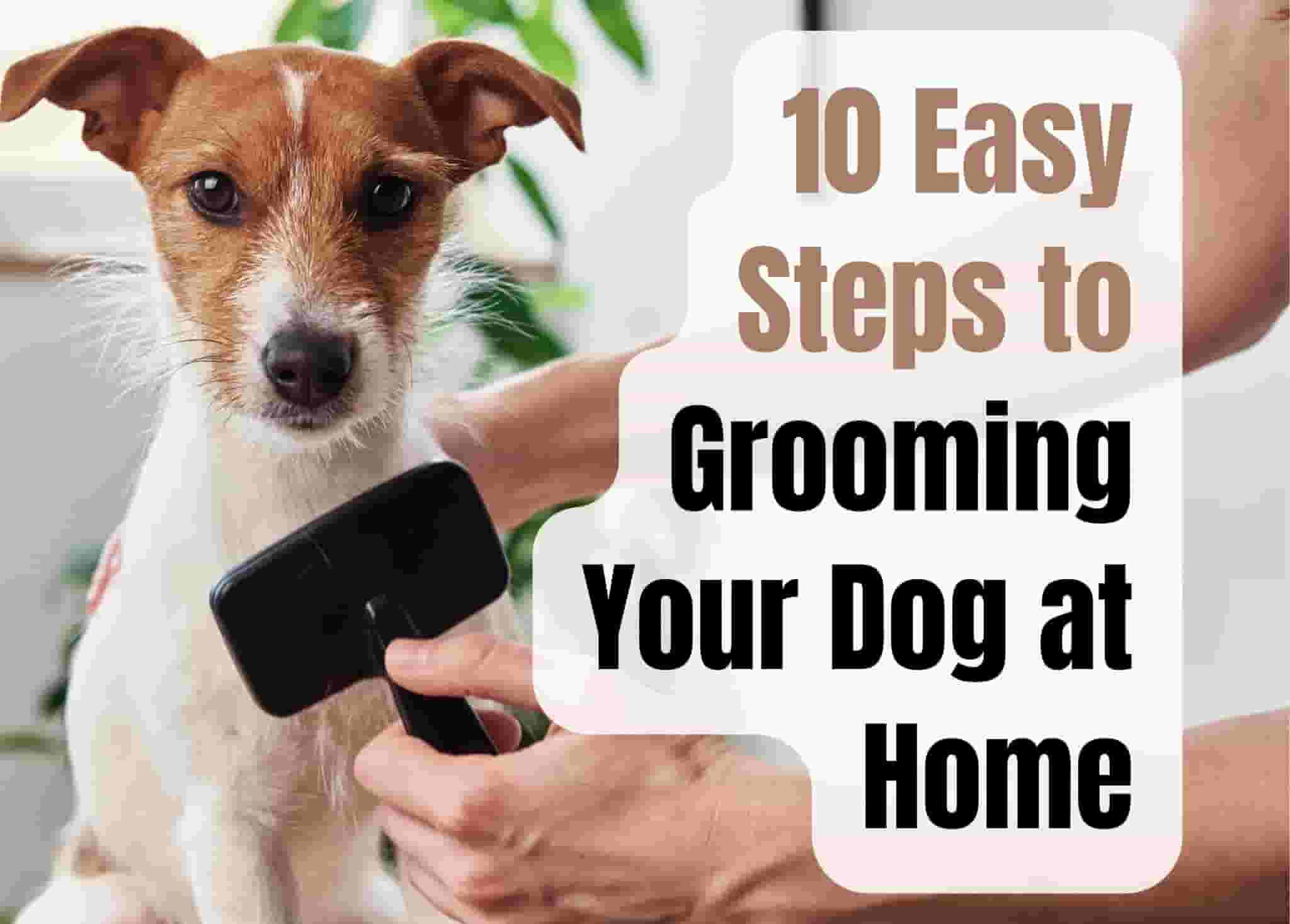 10 Easy Steps to Groom Your Dog at Home