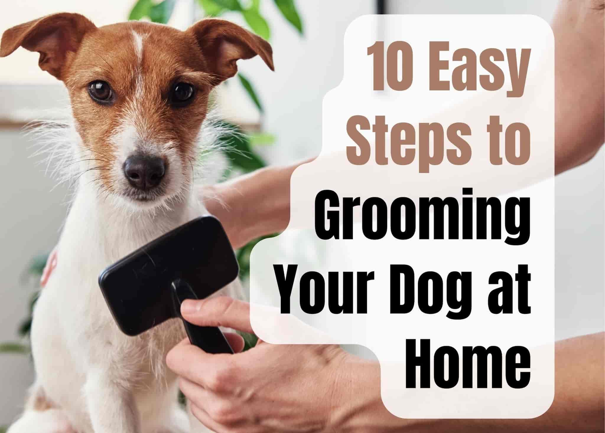 10 Easy Steps to Groom Your Dog at Home