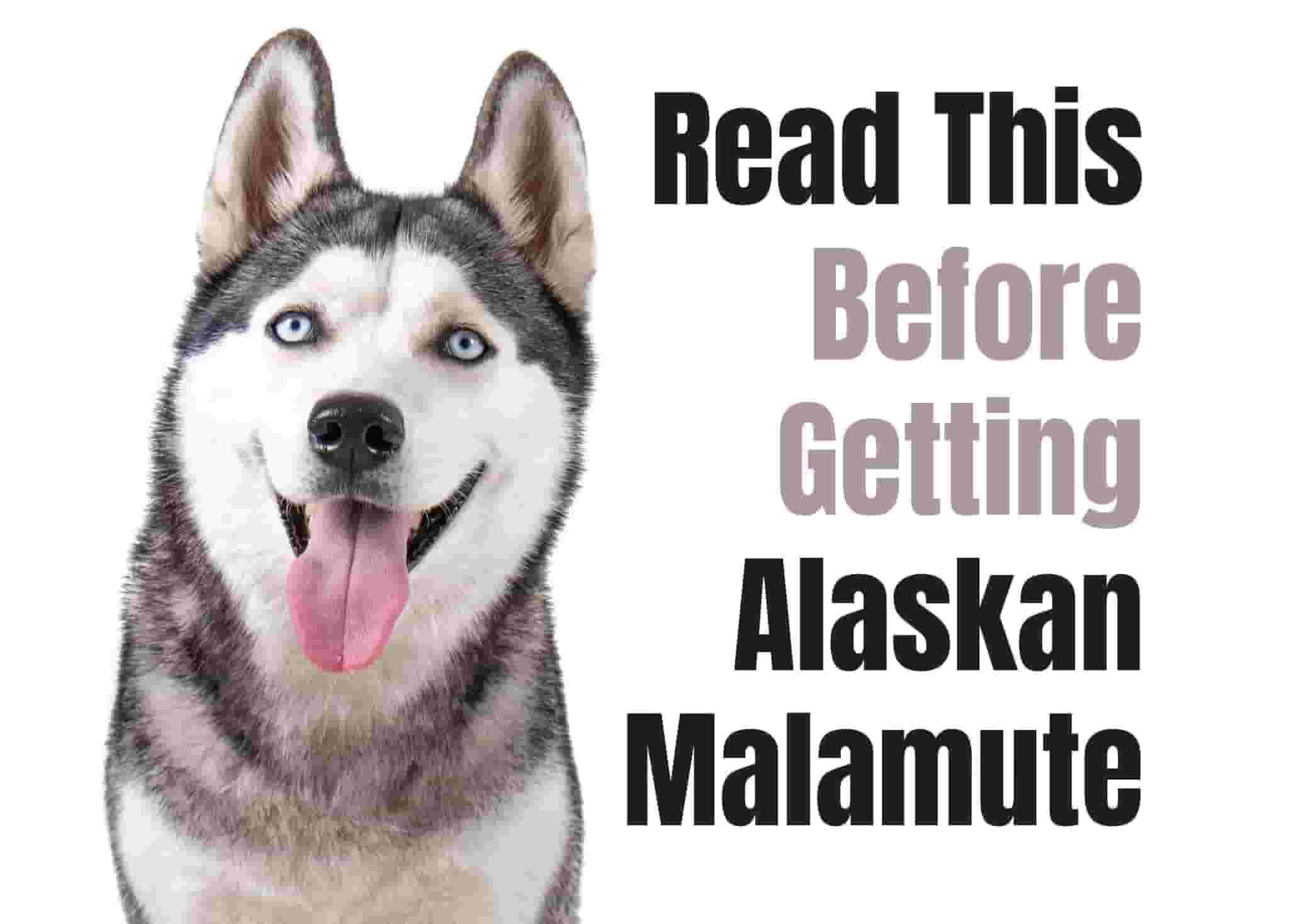 10 Things to Know Before Owning an Alaskan Malamute