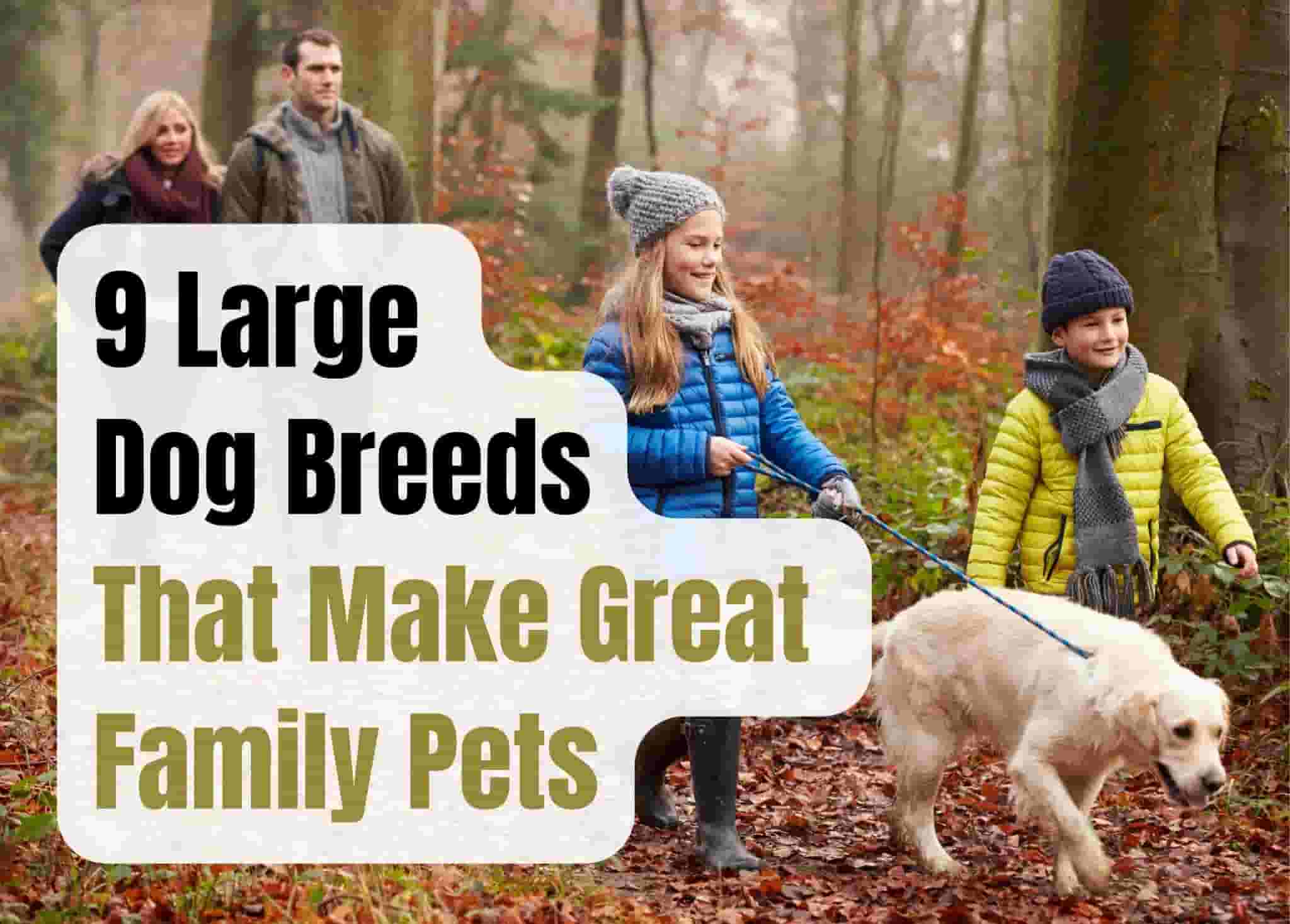 9 Best Large Dog Breeds Perfect for Family Life