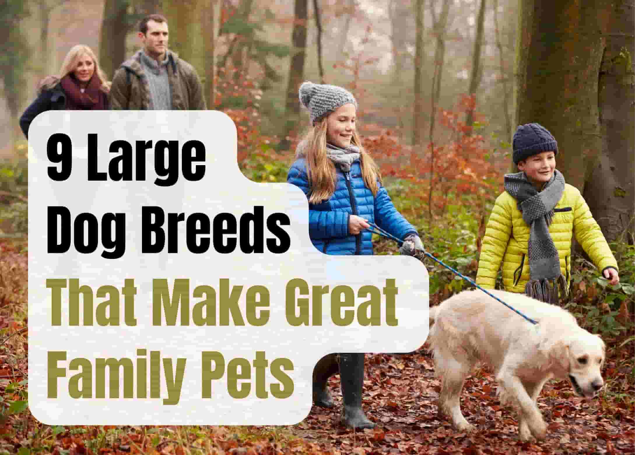 9 Best Large Dog Breeds Perfect for Family Life