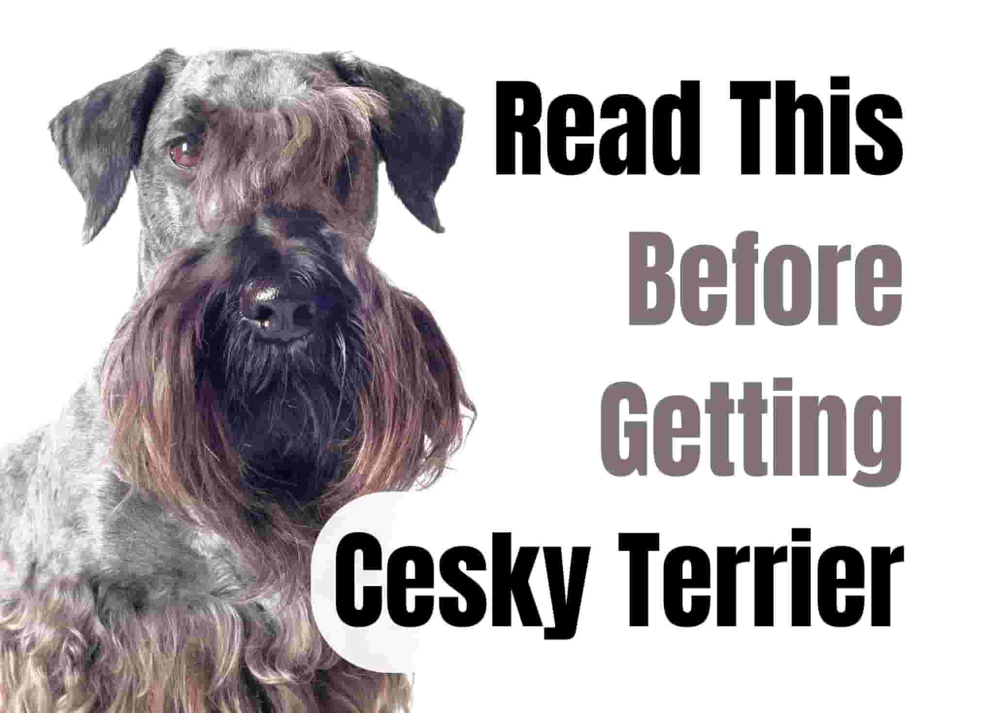 10 things to know before getting a Cesky Terrier puppy