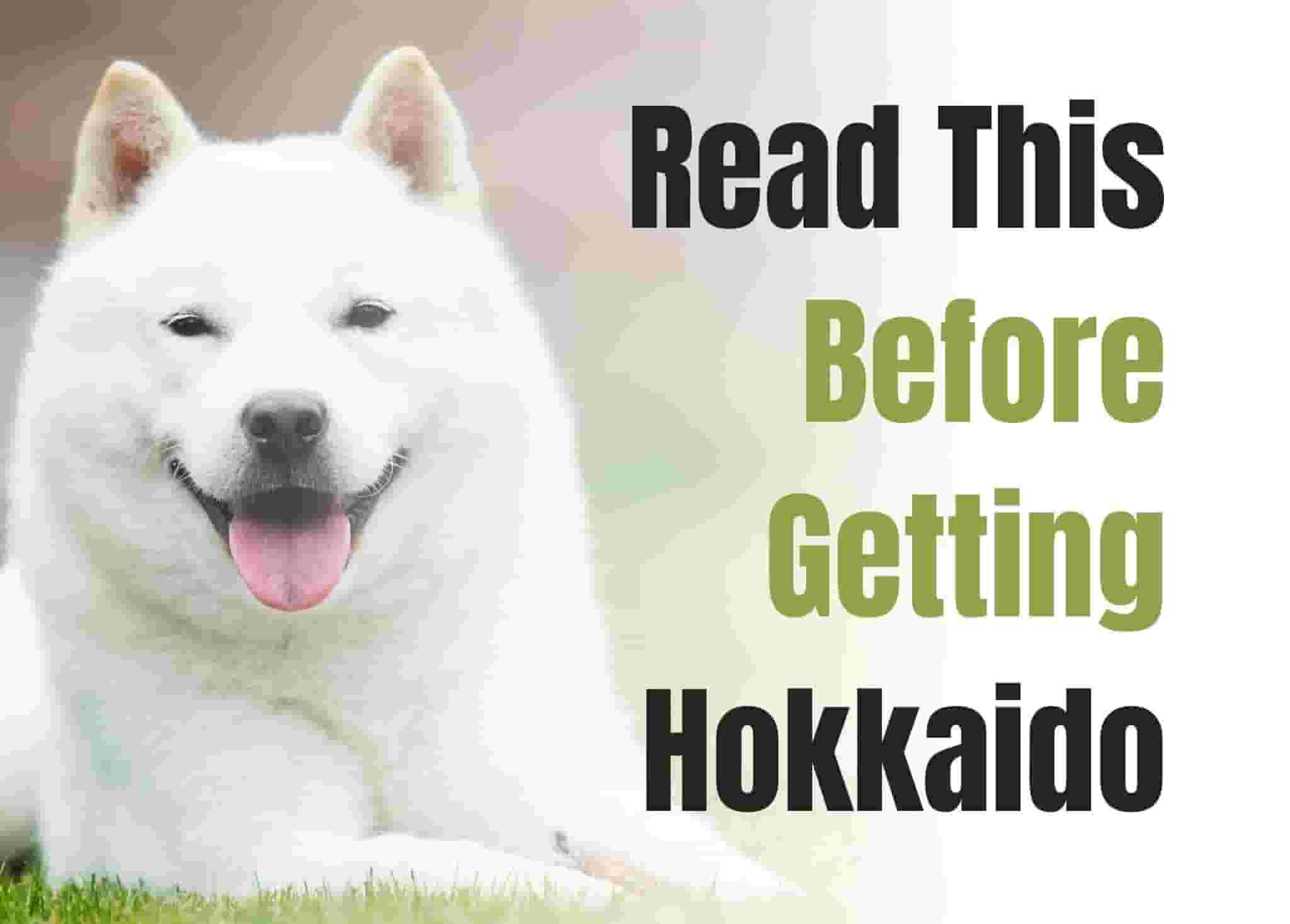 10 things to know before getting a Hokkaido dog