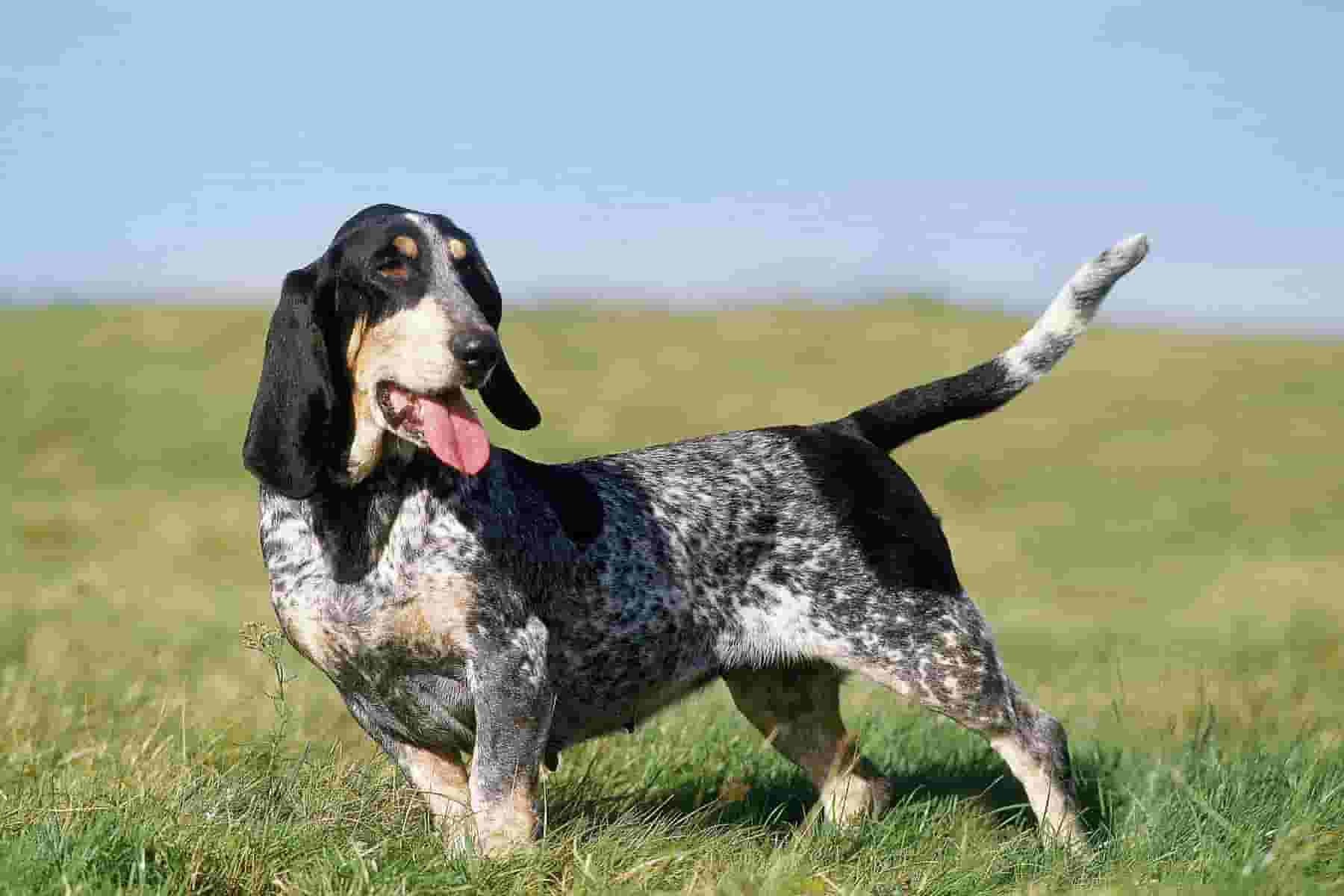 10 things to know before owning a Basset Bleu De Gascogne