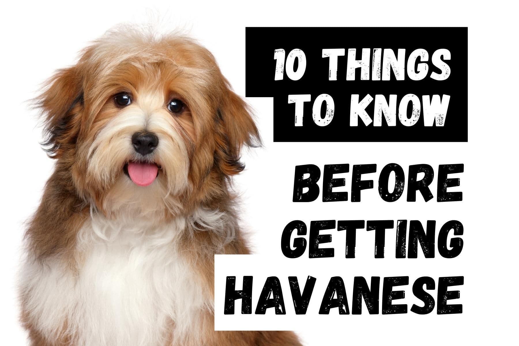 What You Should Know Before Adopting a Havanese Dog