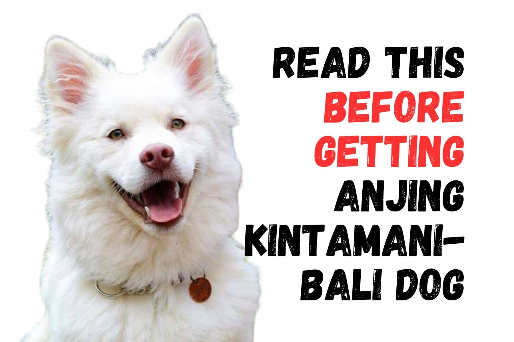 Top 10 Considerations Before Adopting a Kintamani-Bali Dog