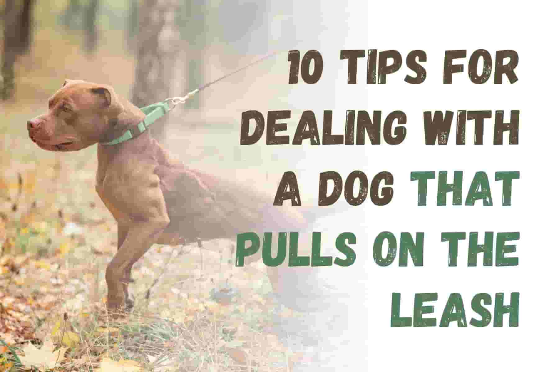 10 Tips to Stop Your Dog from Pulling on the Leash