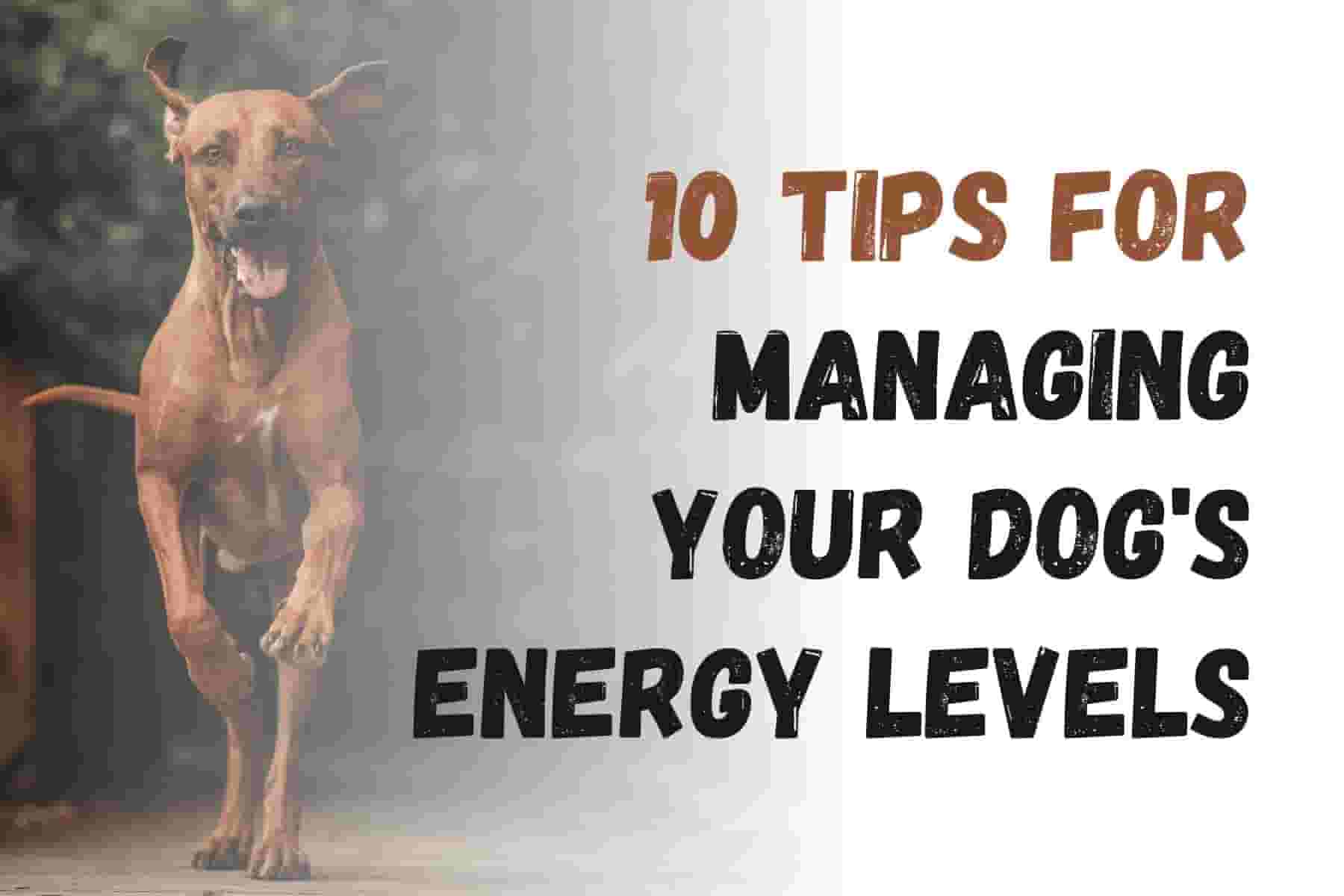 10 Tips to Manage Your Dog's Energy Levels