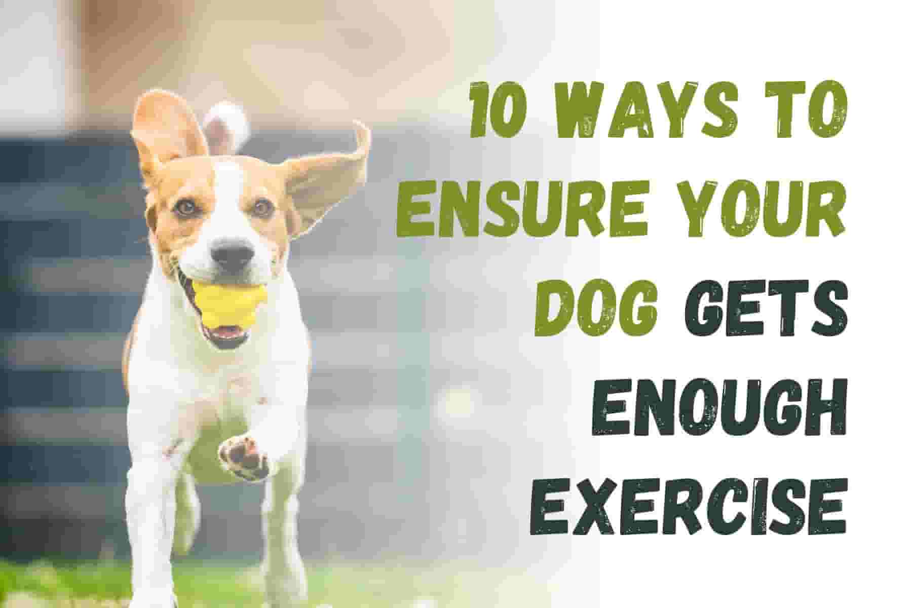 10 Fun Ways to Keep Your Dog Fit and Happy!