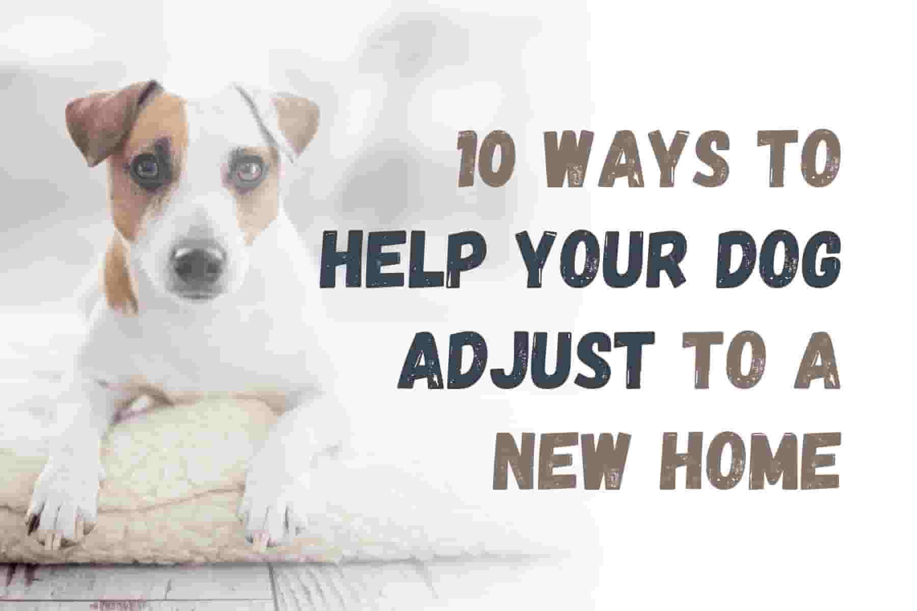 10 Tips to Help Your Dog Adjust to a New Home