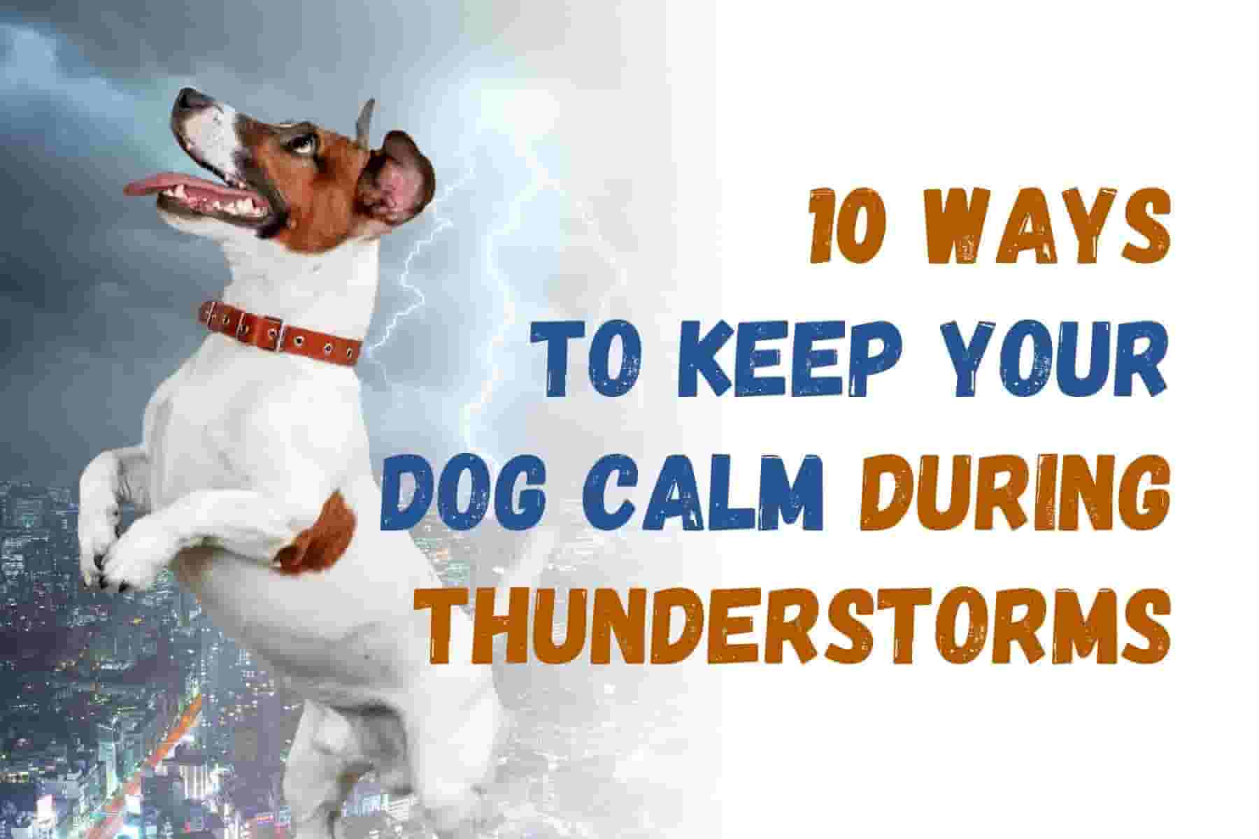 10 Tips to Calm Your Dog During Thunderstorms and Fireworks
