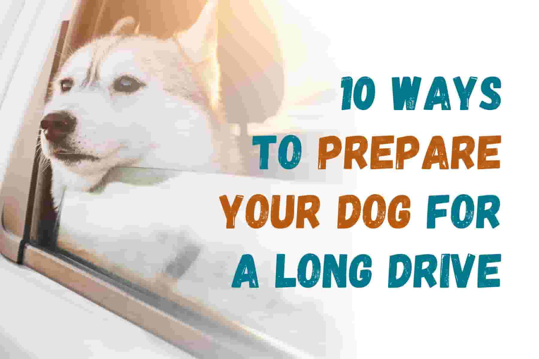 How to Get Your Dog Ready for a Long Car Trip