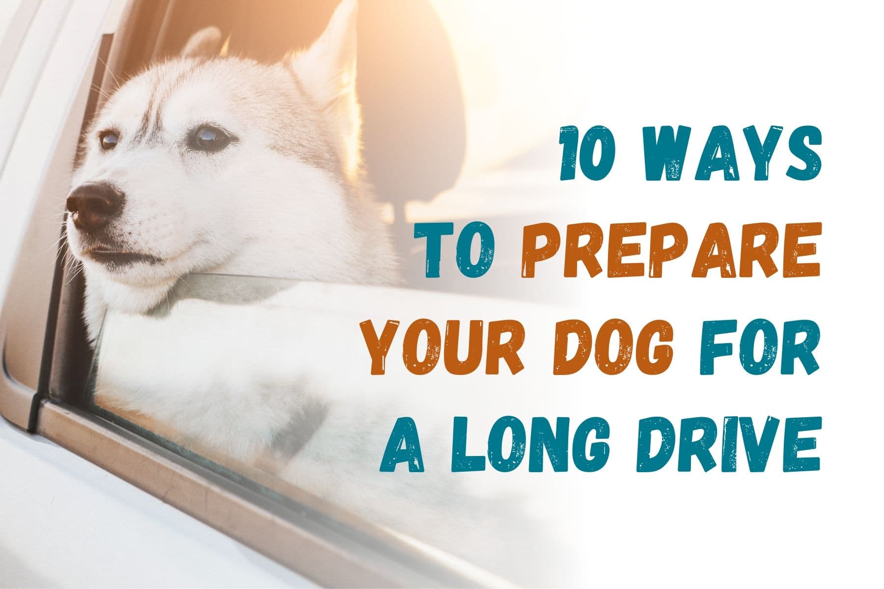 How to Get Your Dog Ready for a Long Car Trip