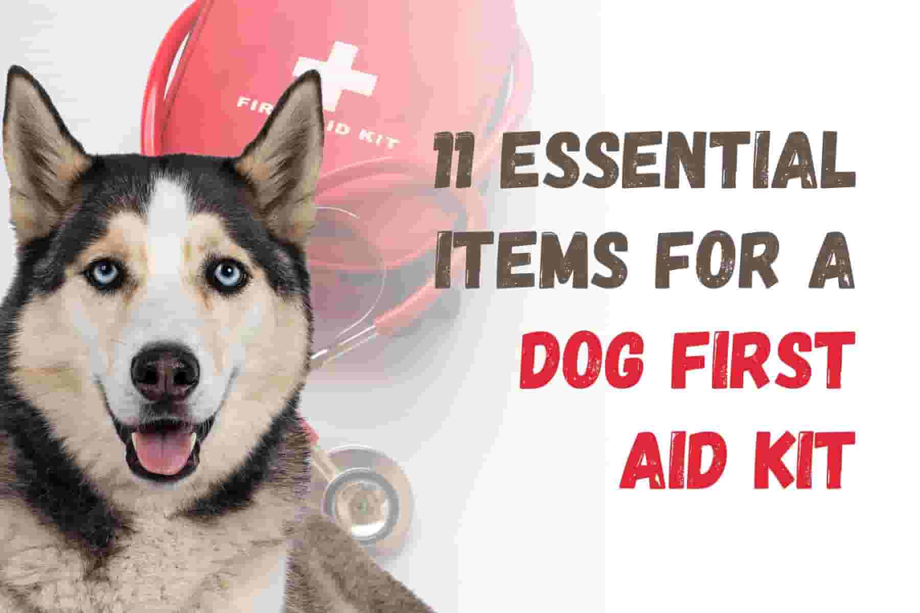 11 Essential Items for Your Dog's First Aid Kit