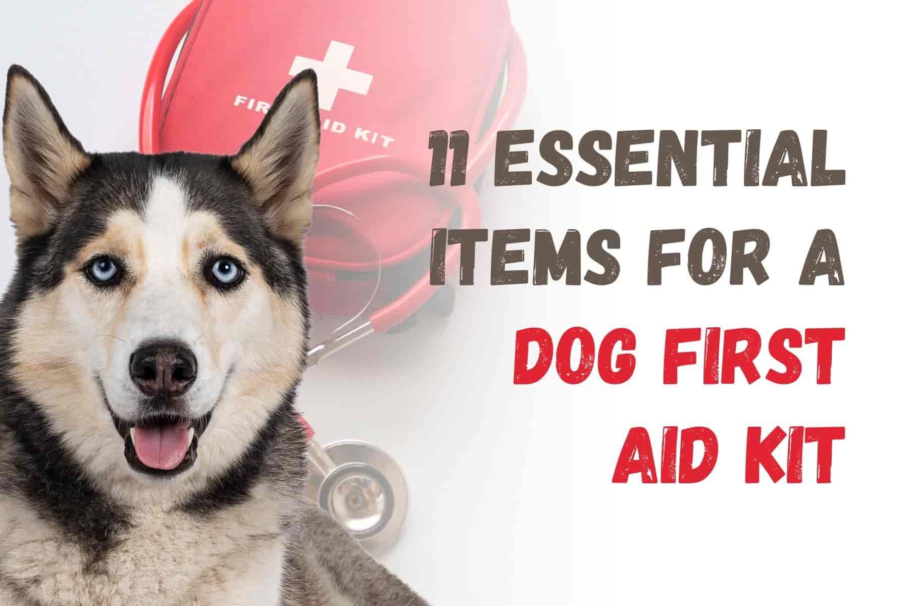 11 Essential Items for Your Dog's First Aid Kit