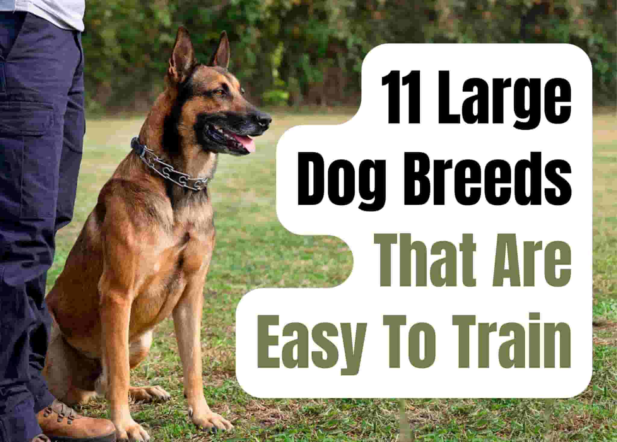 11 Large Dog Breeds That Are Easy to Train