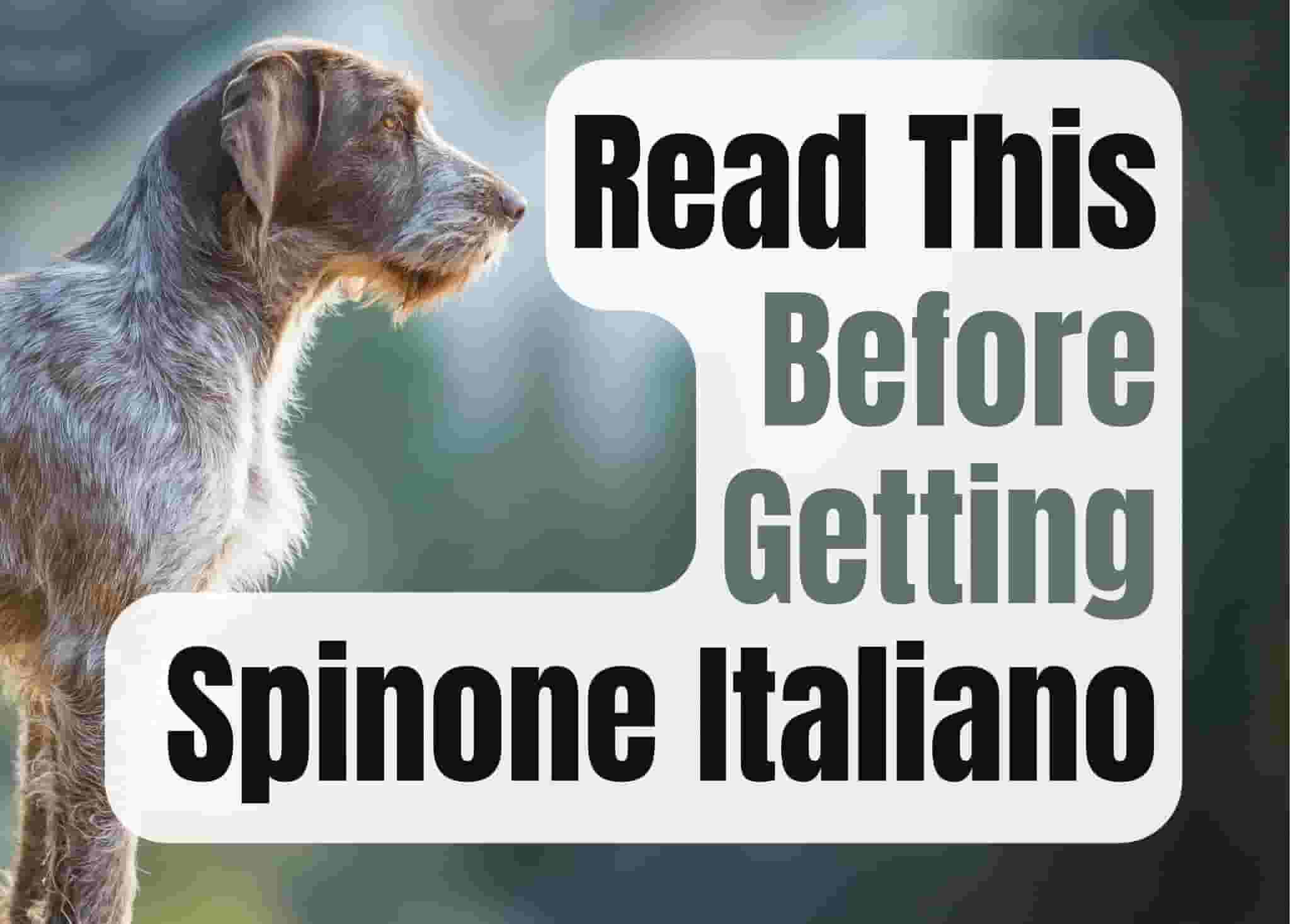 10 things to know before getting a Spinone Italiano