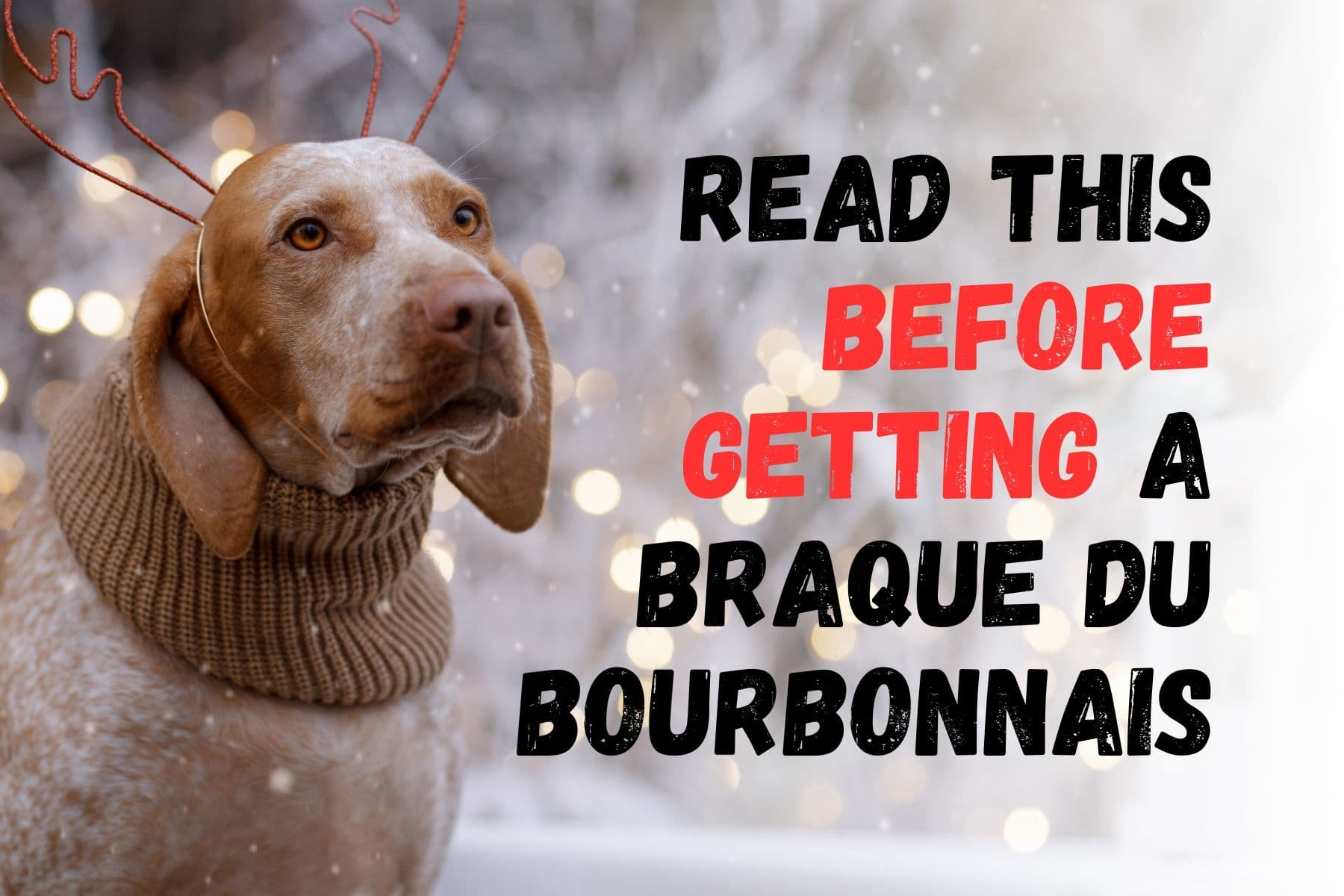 Consider These 11 Factors Before Getting a Braque Du Bourbonnais Dog
