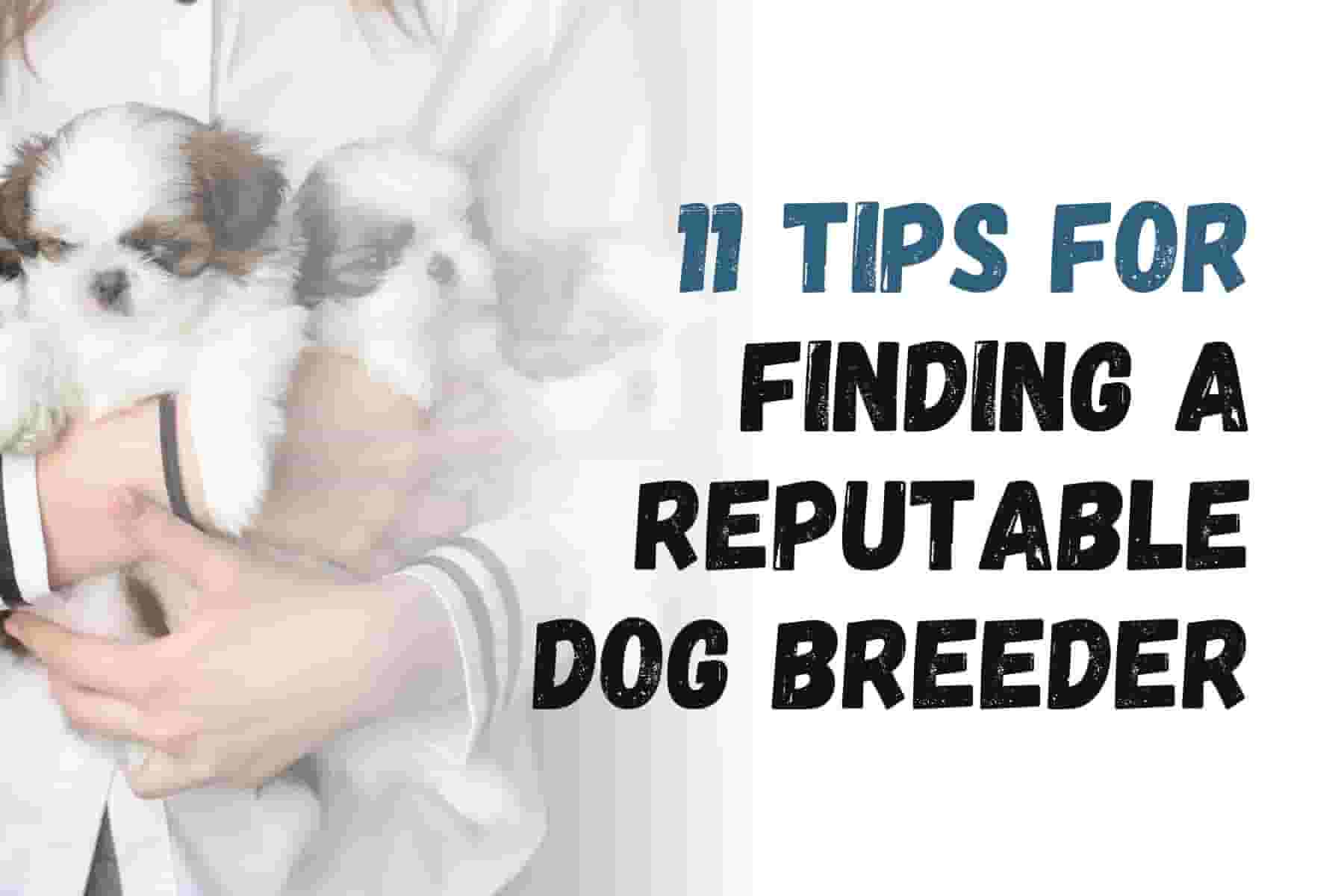 11 Crucial Steps to Find a Reputable Dog Breeder