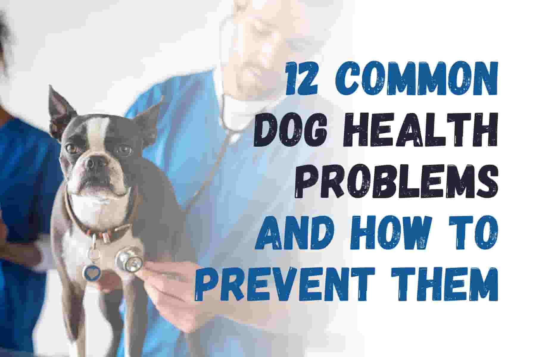 How to Prevent the 12 Most Common Health Issues in Dogs