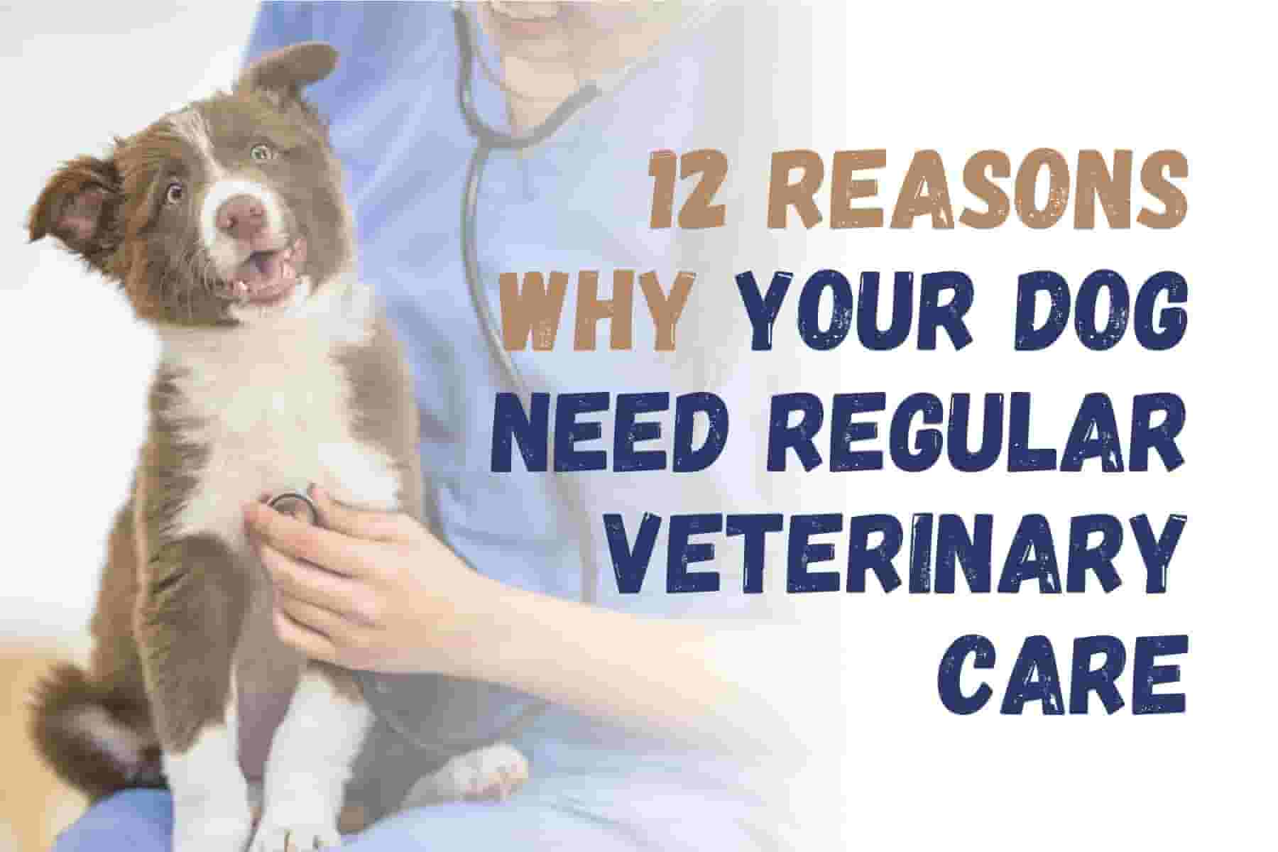 12 Reasons Every Dog Owner Should Prioritize Regular Vet Visits