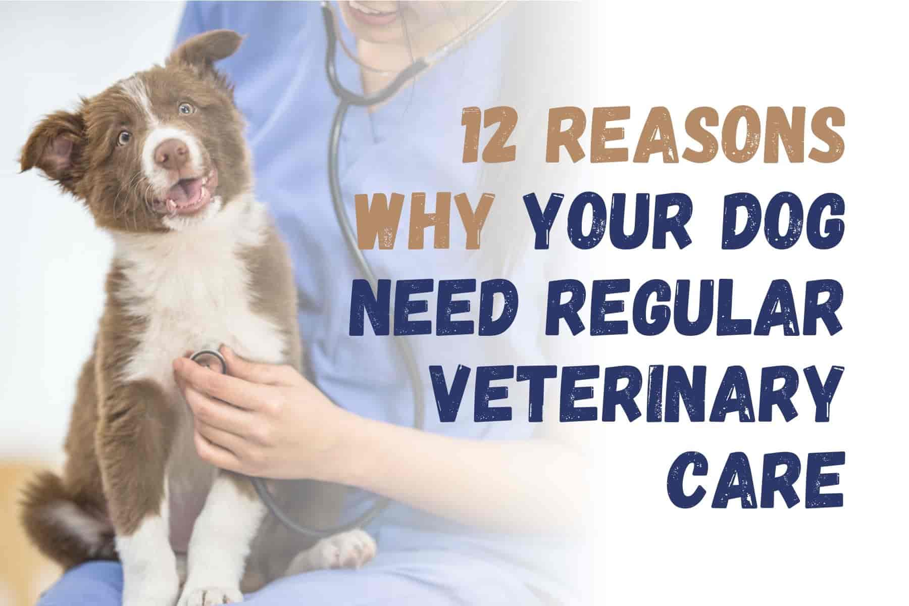12 Reasons Every Dog Owner Should Prioritize Regular Vet Visits