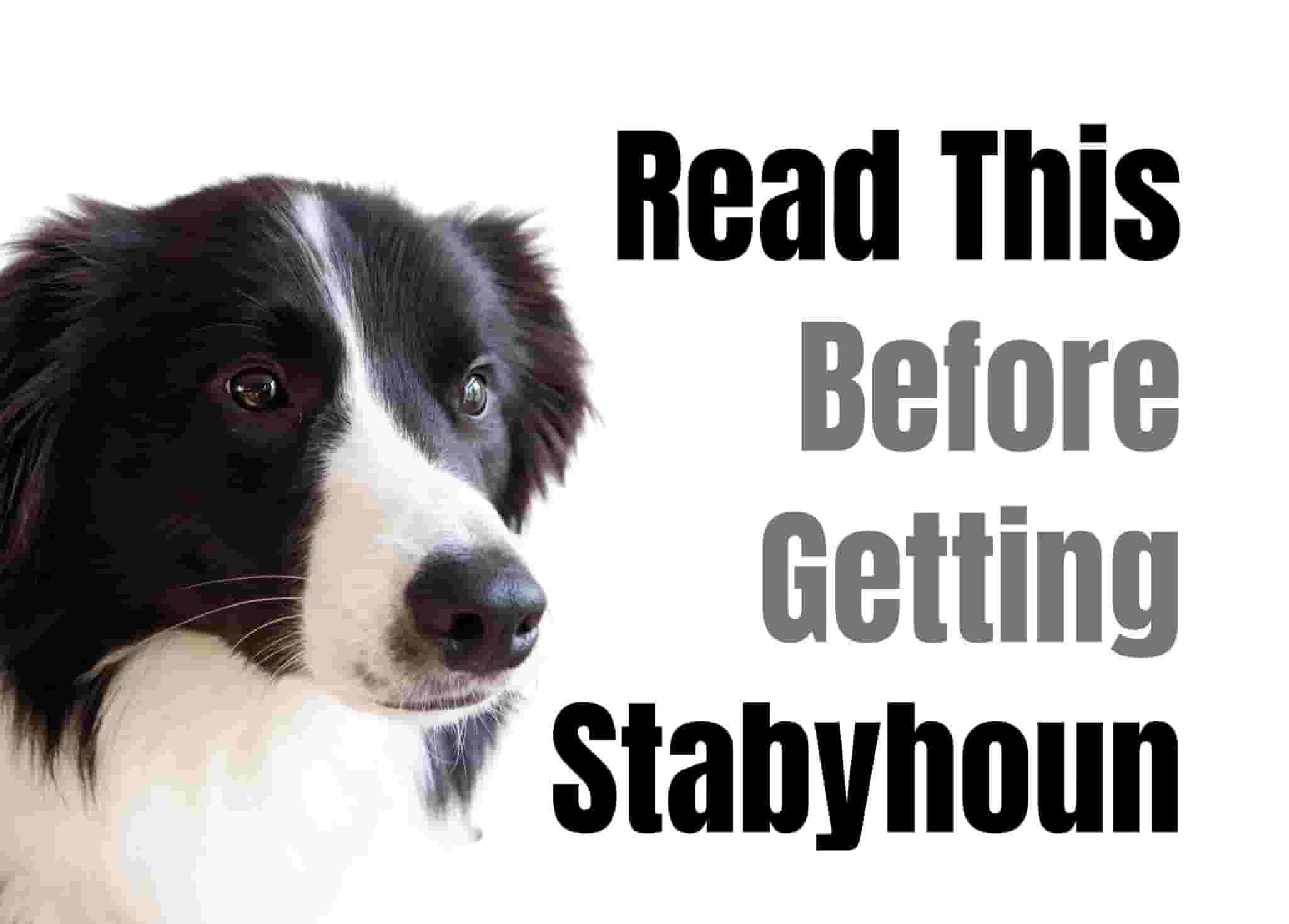 7 Things to Know Before Bringing Home a Stabyhoun