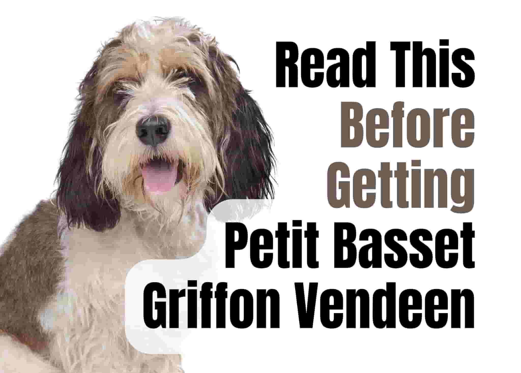 12 Things to Know Before Getting a Petit Basset Griffon Vendeen