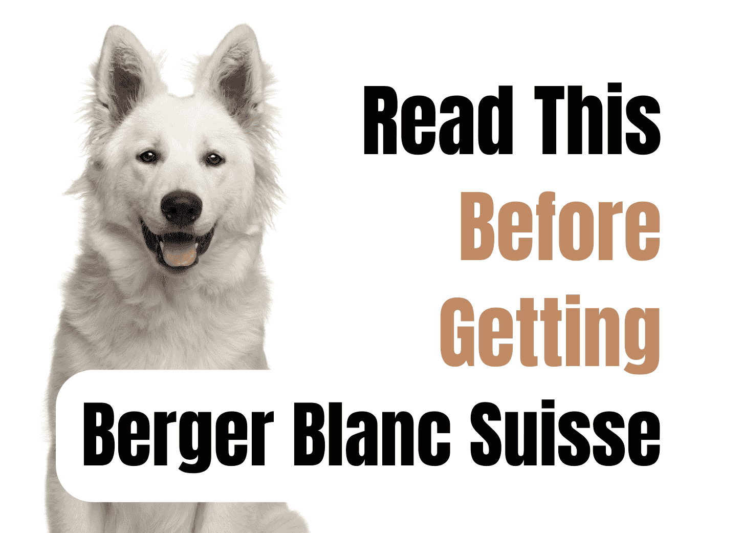 12 things to know before getting a Berger Blanc Suisse.