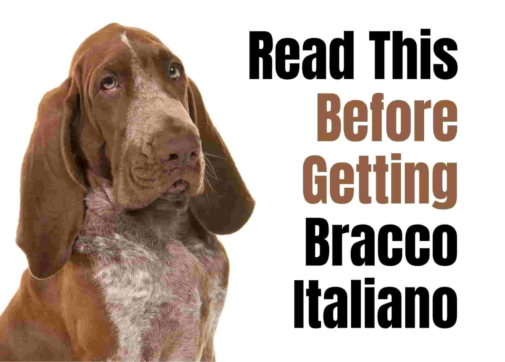 7 things to know before owning a Bracco Italiano