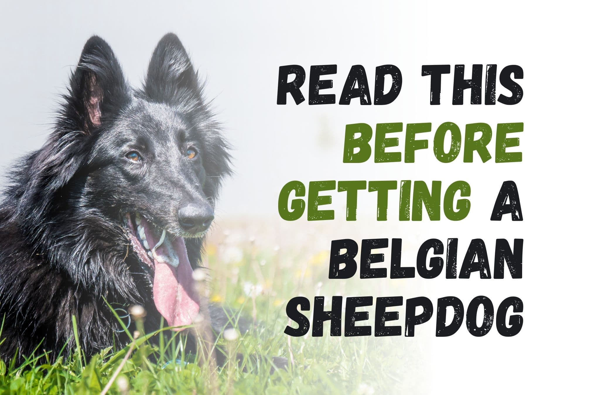 What You Should Know Before Adopting a Belgian Sheepdog