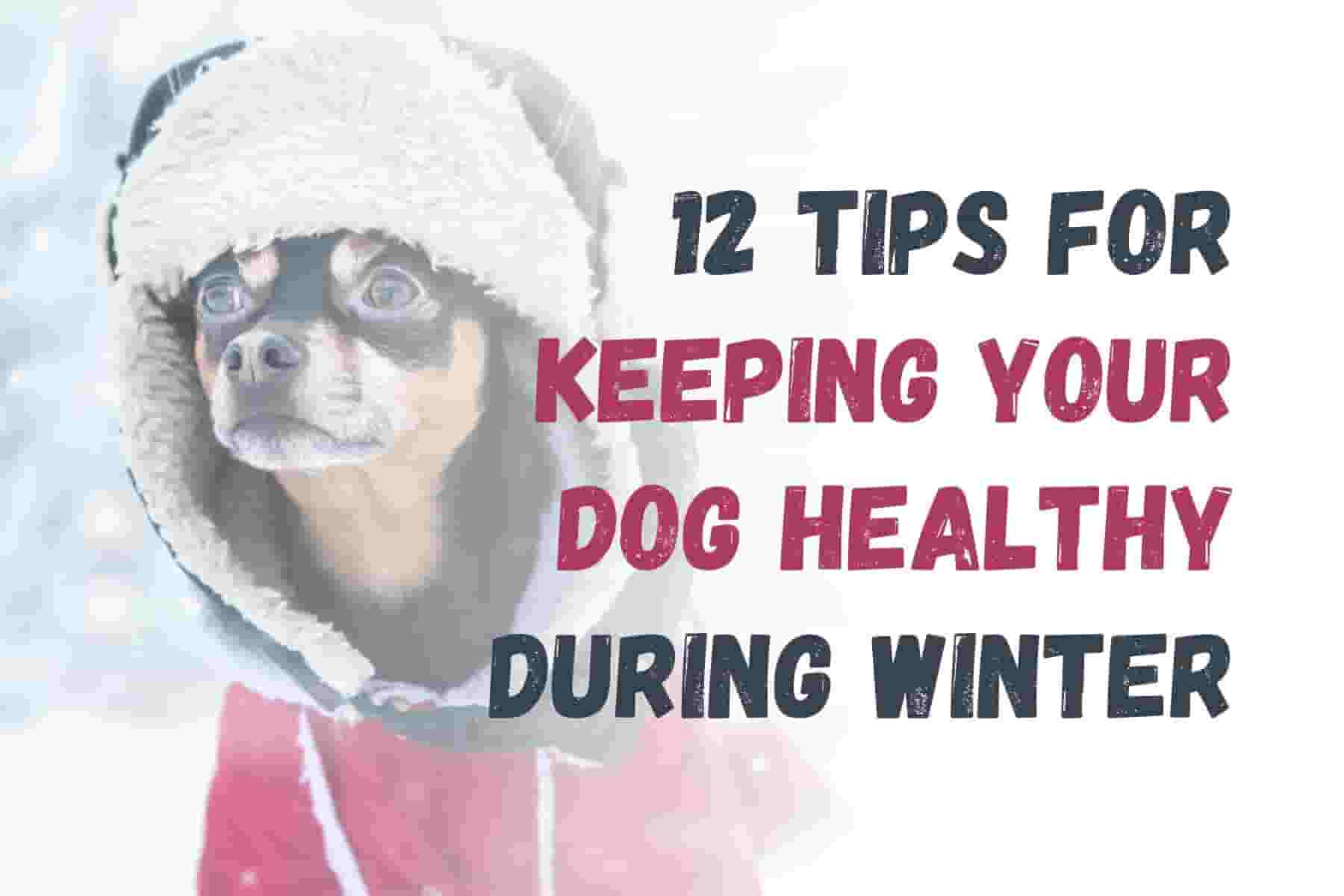 How to Keep Your Dog Healthy in Winter: 12 Essential Tips