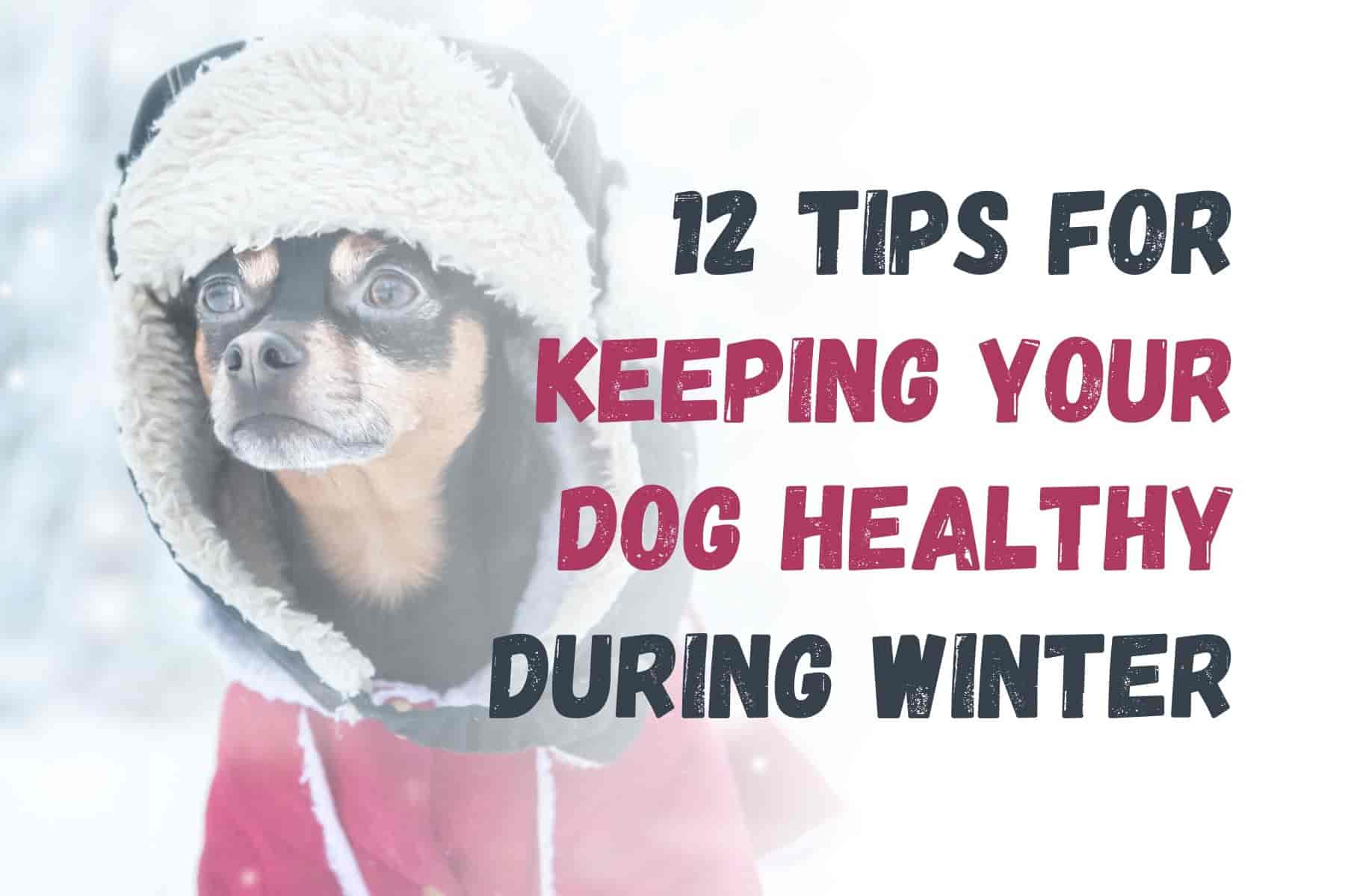 How to Keep Your Dog Healthy in Winter: 12 Essential Tips