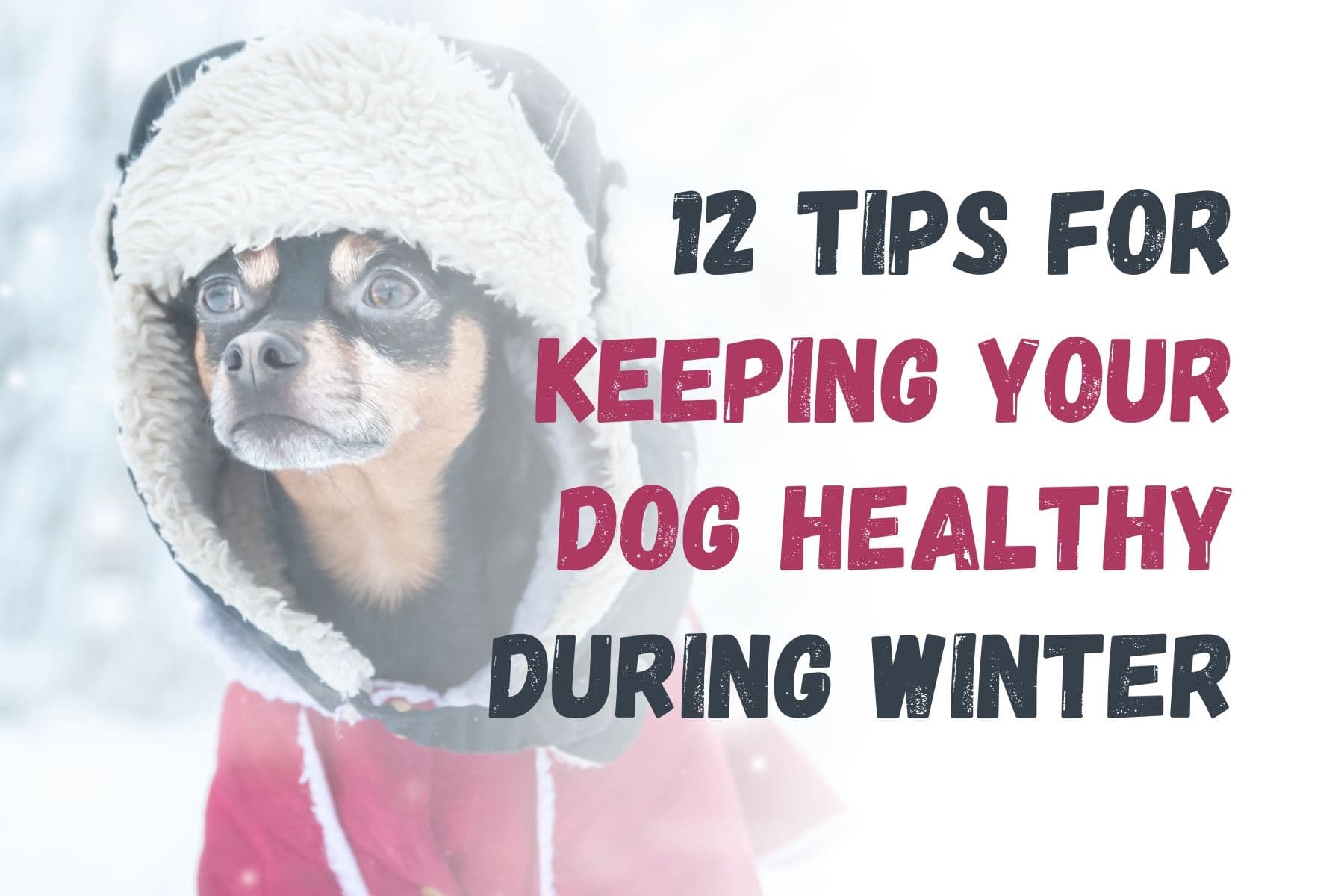 How to Keep Your Dog Healthy in Winter: 12 Essential Tips