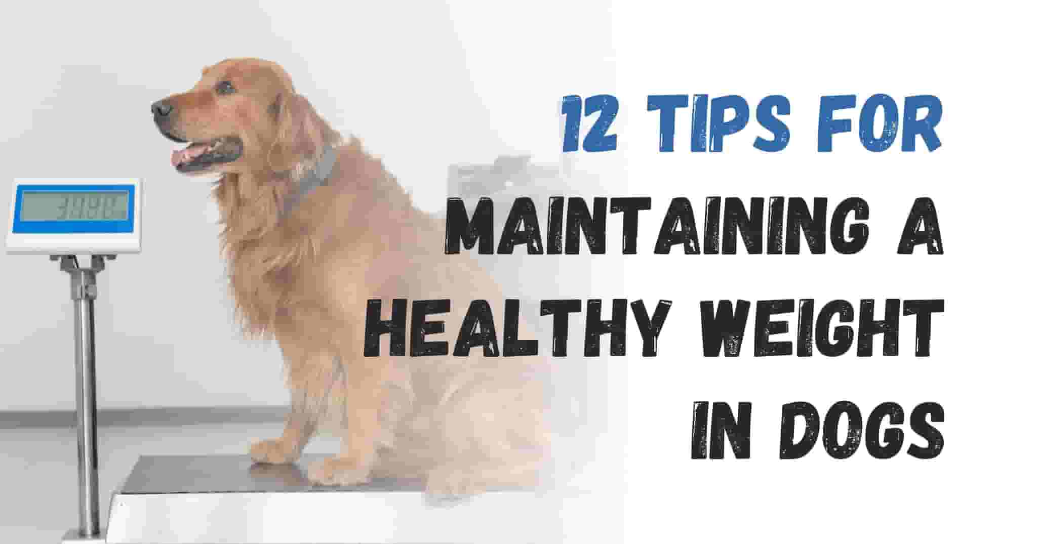 How to Manage Your Dog's Weight and Avoid Obesity: 12 Tips