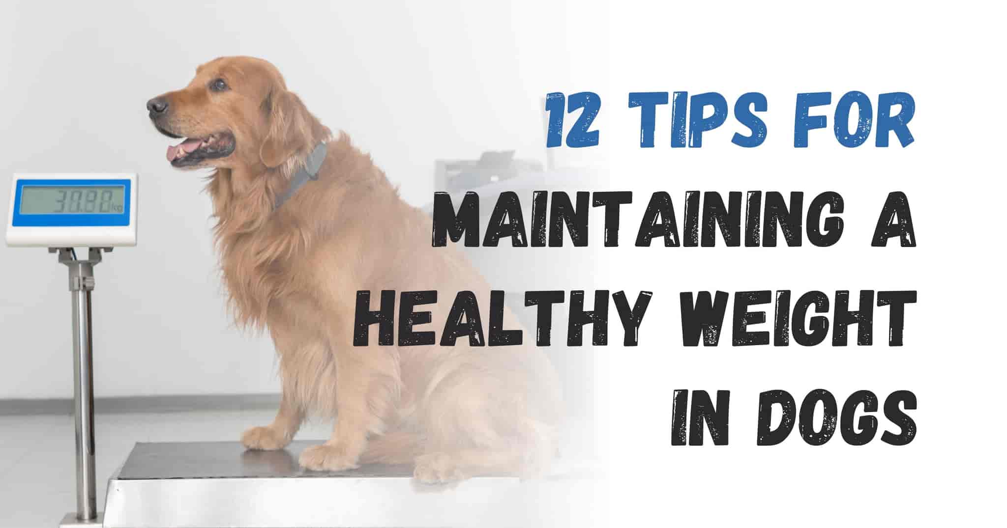 How to Manage Your Dog's Weight and Avoid Obesity: 12 Tips