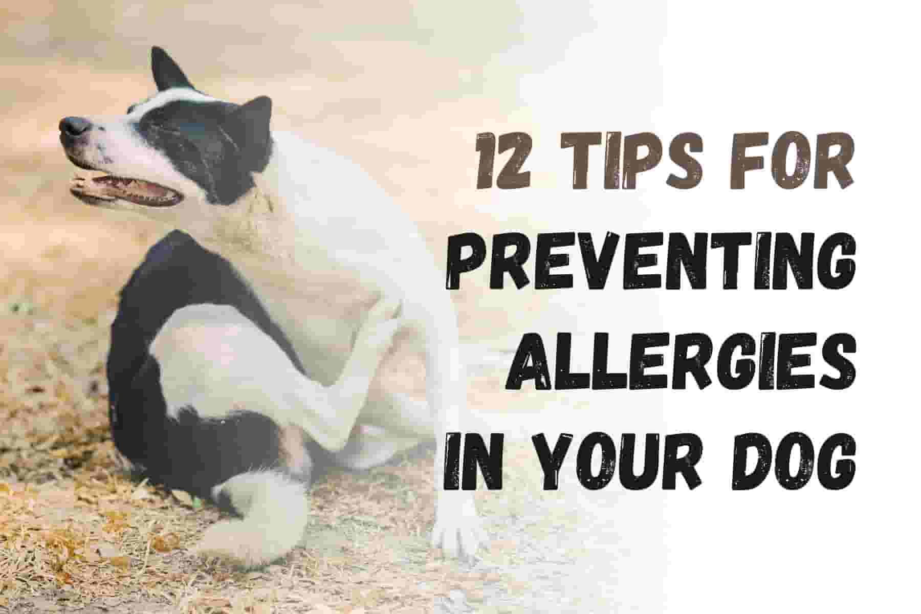 12 Tips to Tame Your Dog Allergies