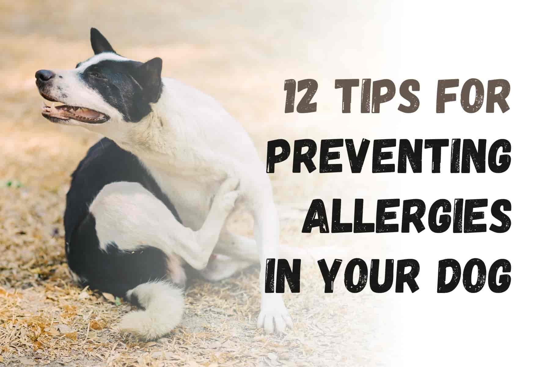 12 Tips to Tame Your Dog Allergies