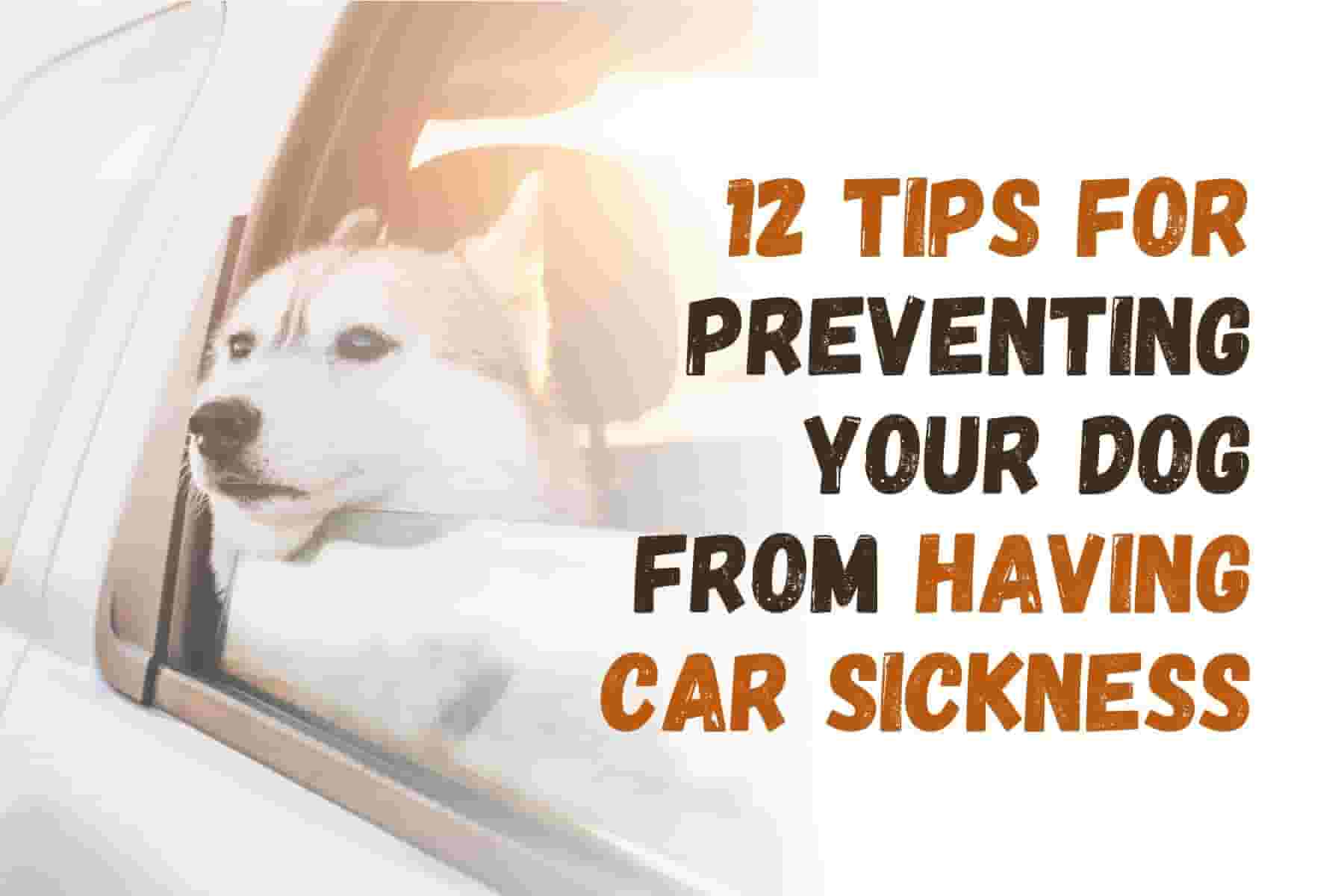 12 Tips to Prevent Dog Motion Sickness on Car Rides