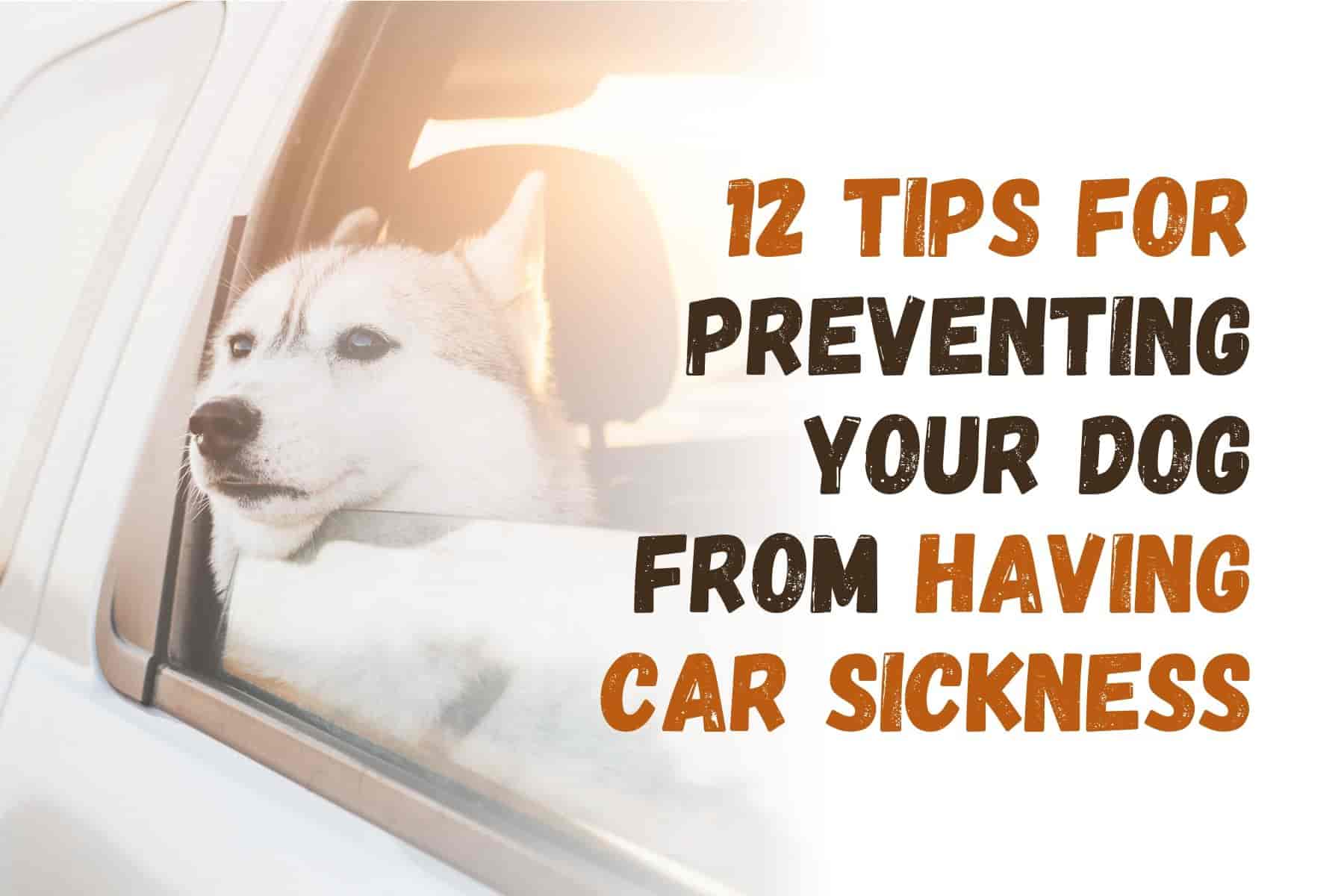 12 Tips to Prevent Dog Motion Sickness on Car Rides