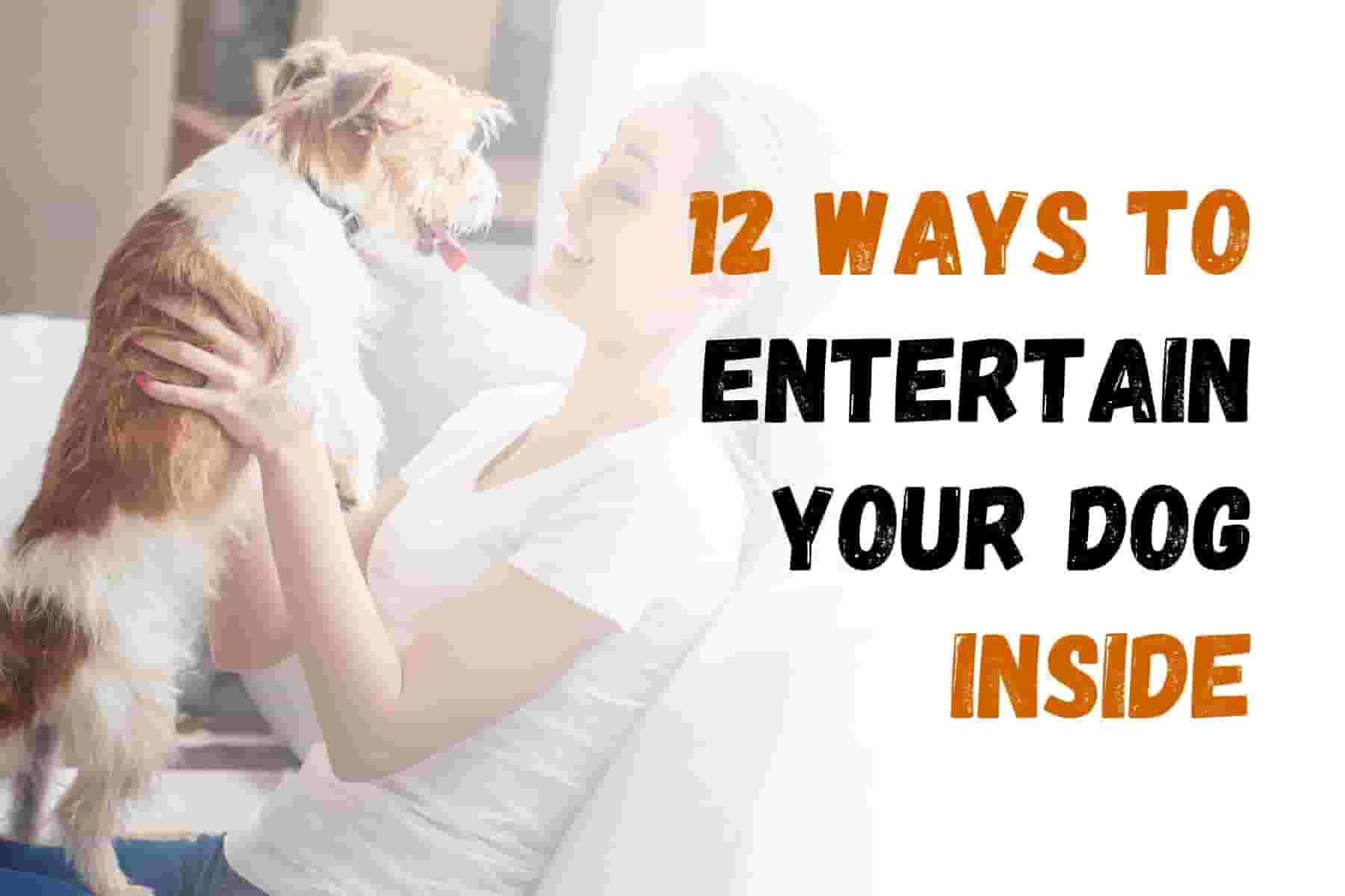 12 Ways to Keep Your Dog Entertained Indoors