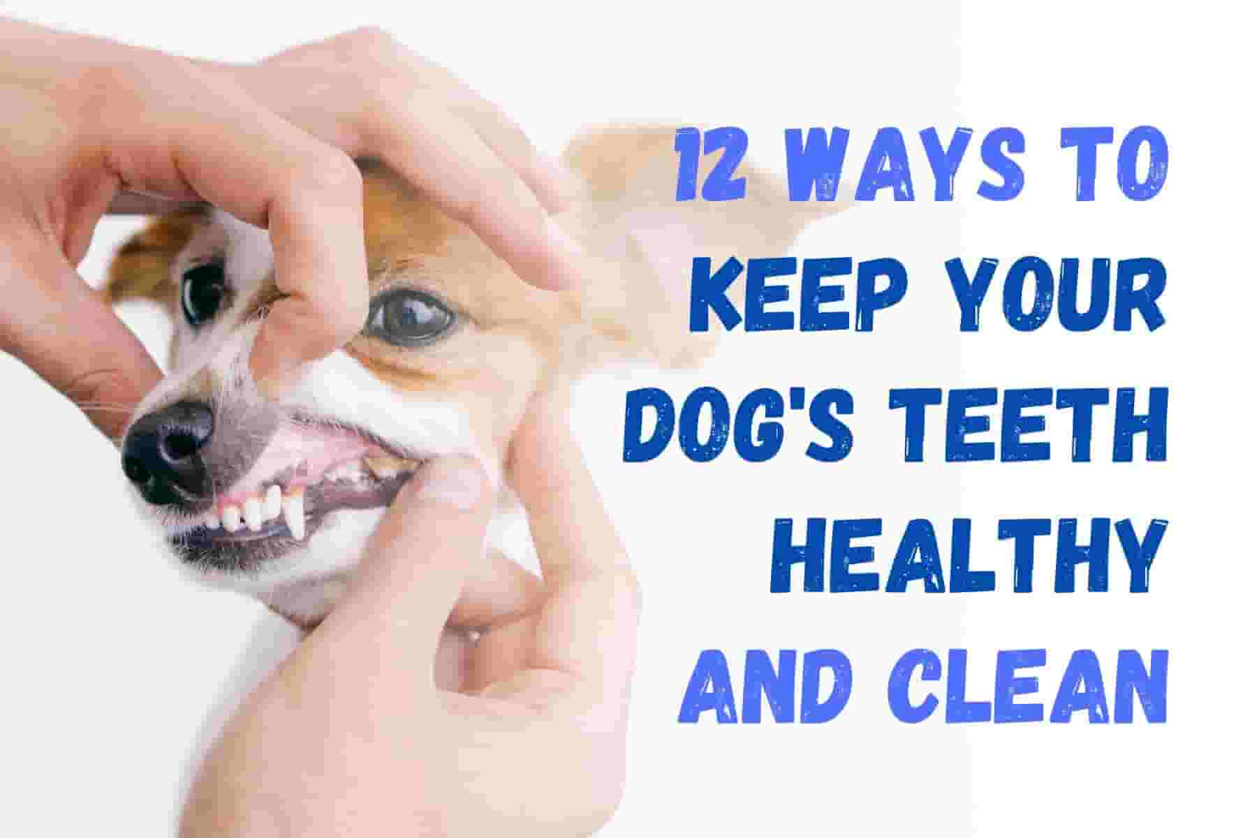 12 Tips to Keep Your Dog's Teeth Healthy and Happy