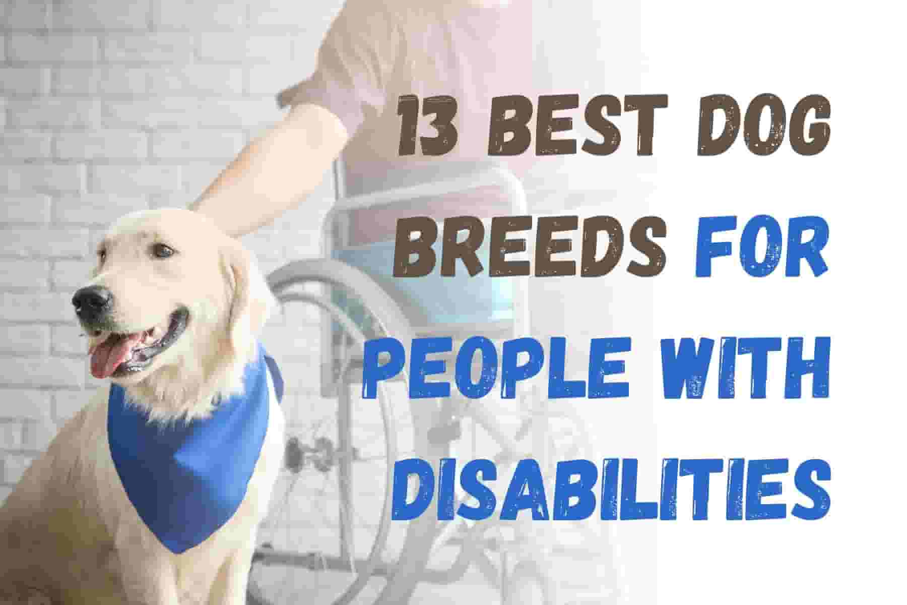13 Perfect Dog Breeds for People with Disabilities