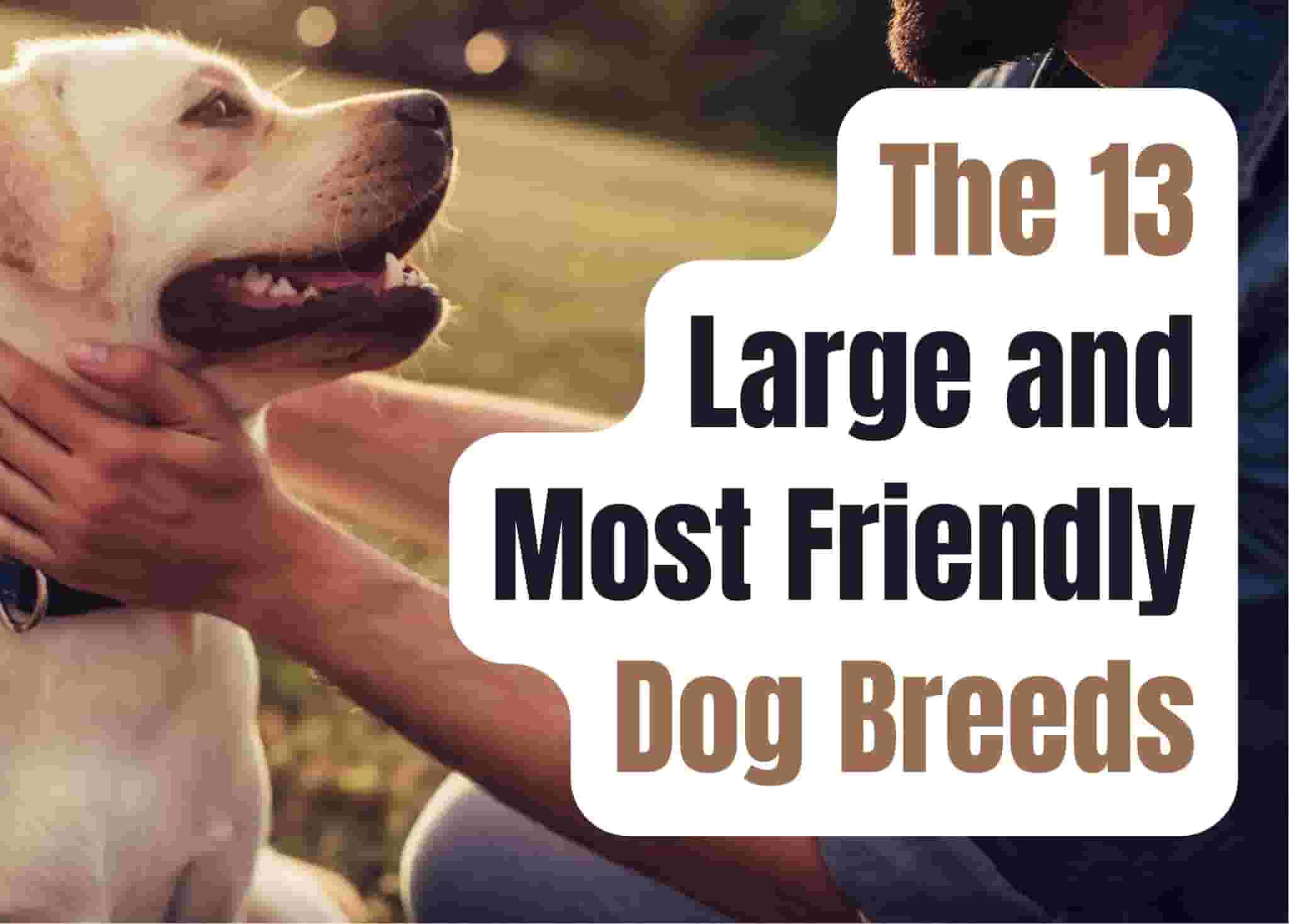 13 Large Dog Breeds Known for Their Friendliness