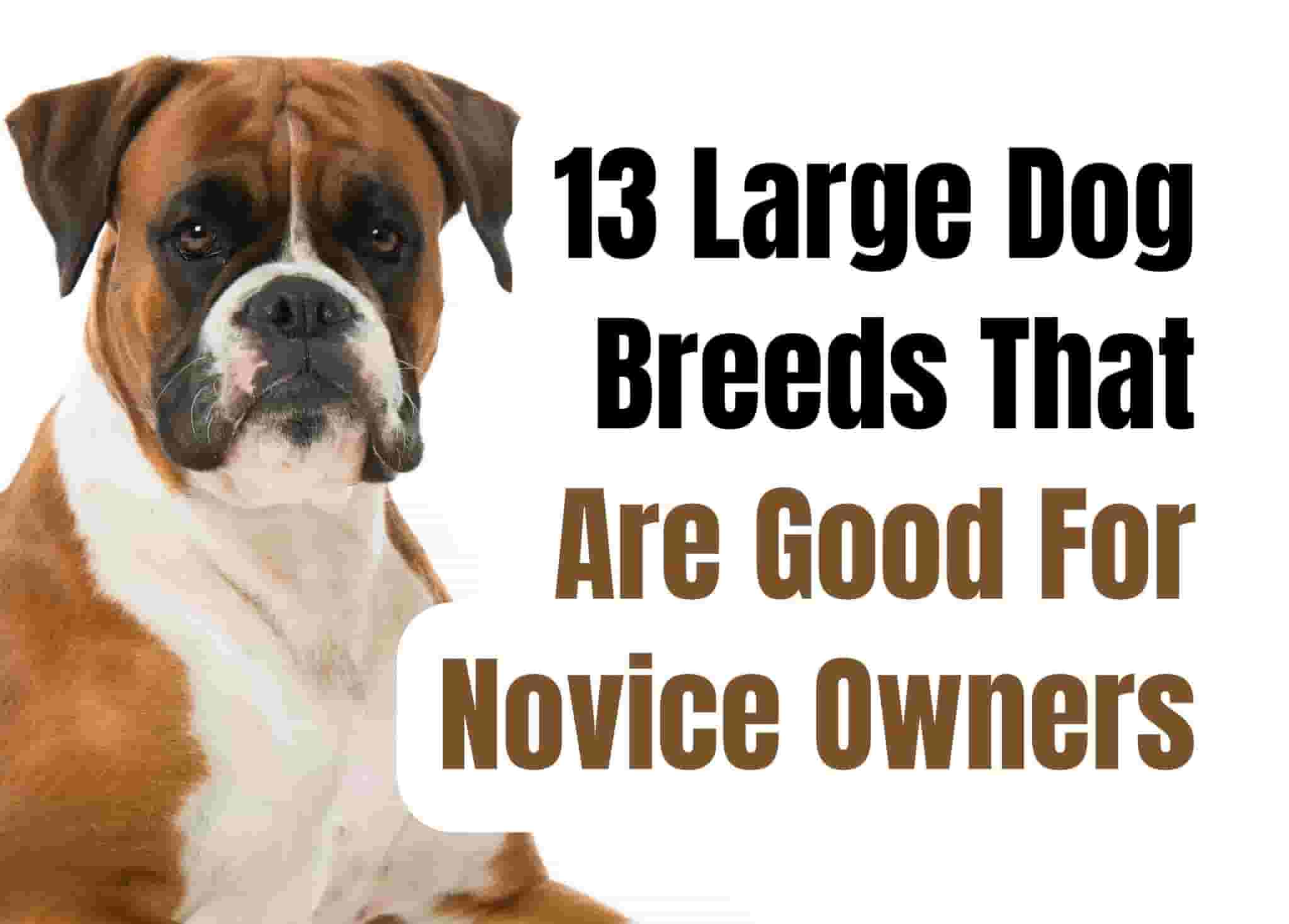 11 Large Dog Breeds Perfect for First-Time Owners
