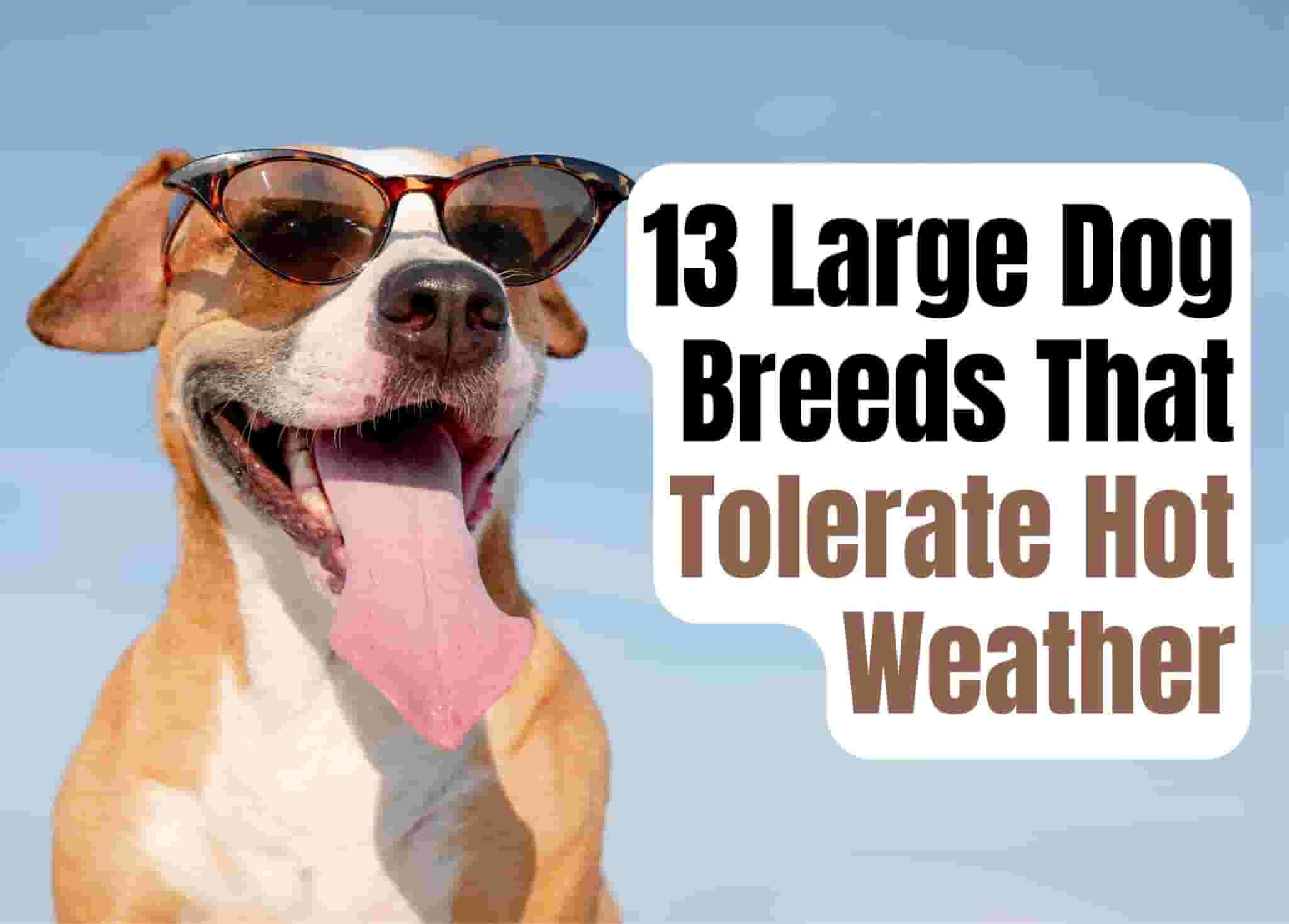 13 Big Dog Breeds Well-Suited for Hot Climates