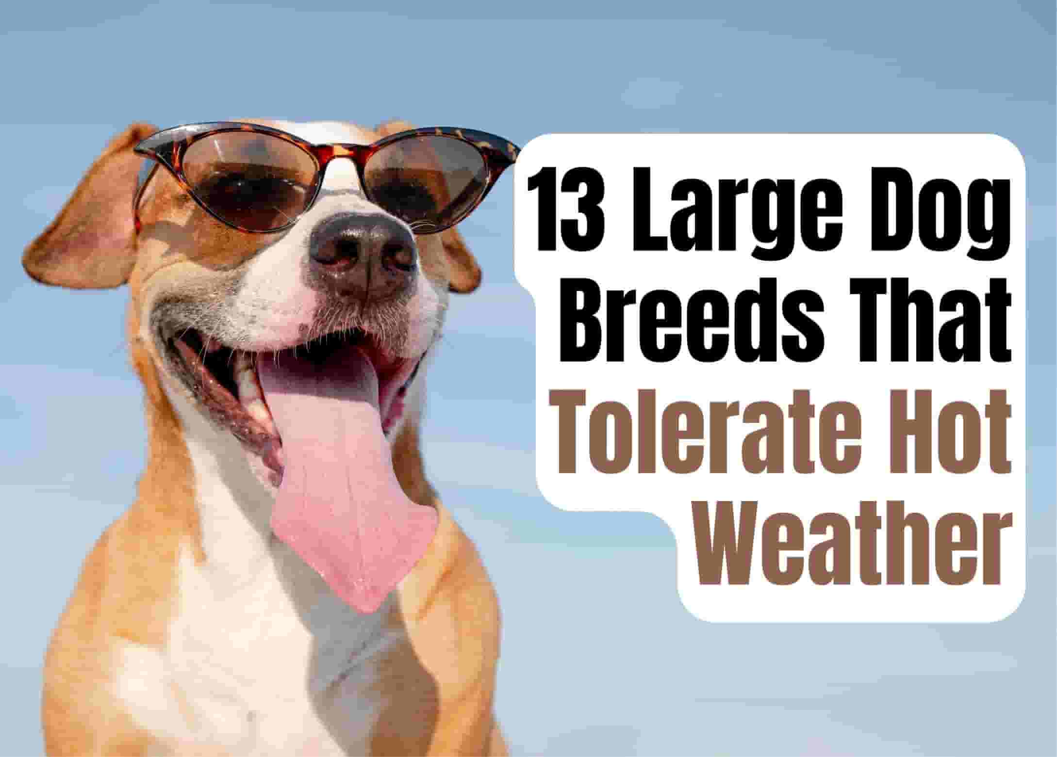 13 Big Dog Breeds Well-Suited for Hot Climates