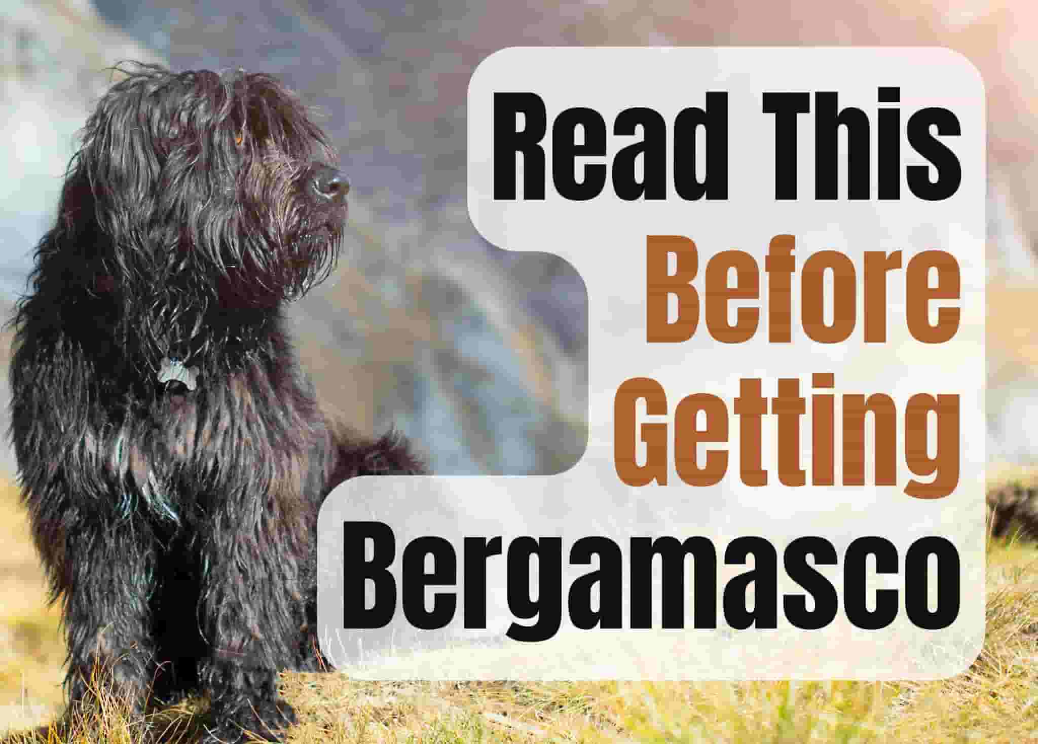 7 Things to Know Before Getting a Bergamasco Sheepdog